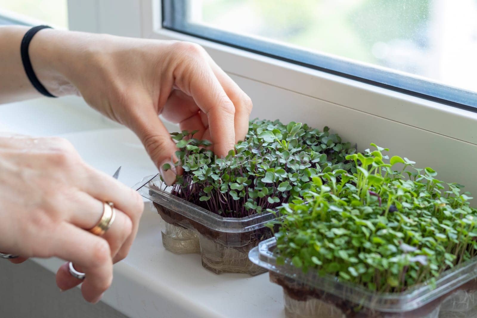 Woman cuts of the micro greens in the plastic container