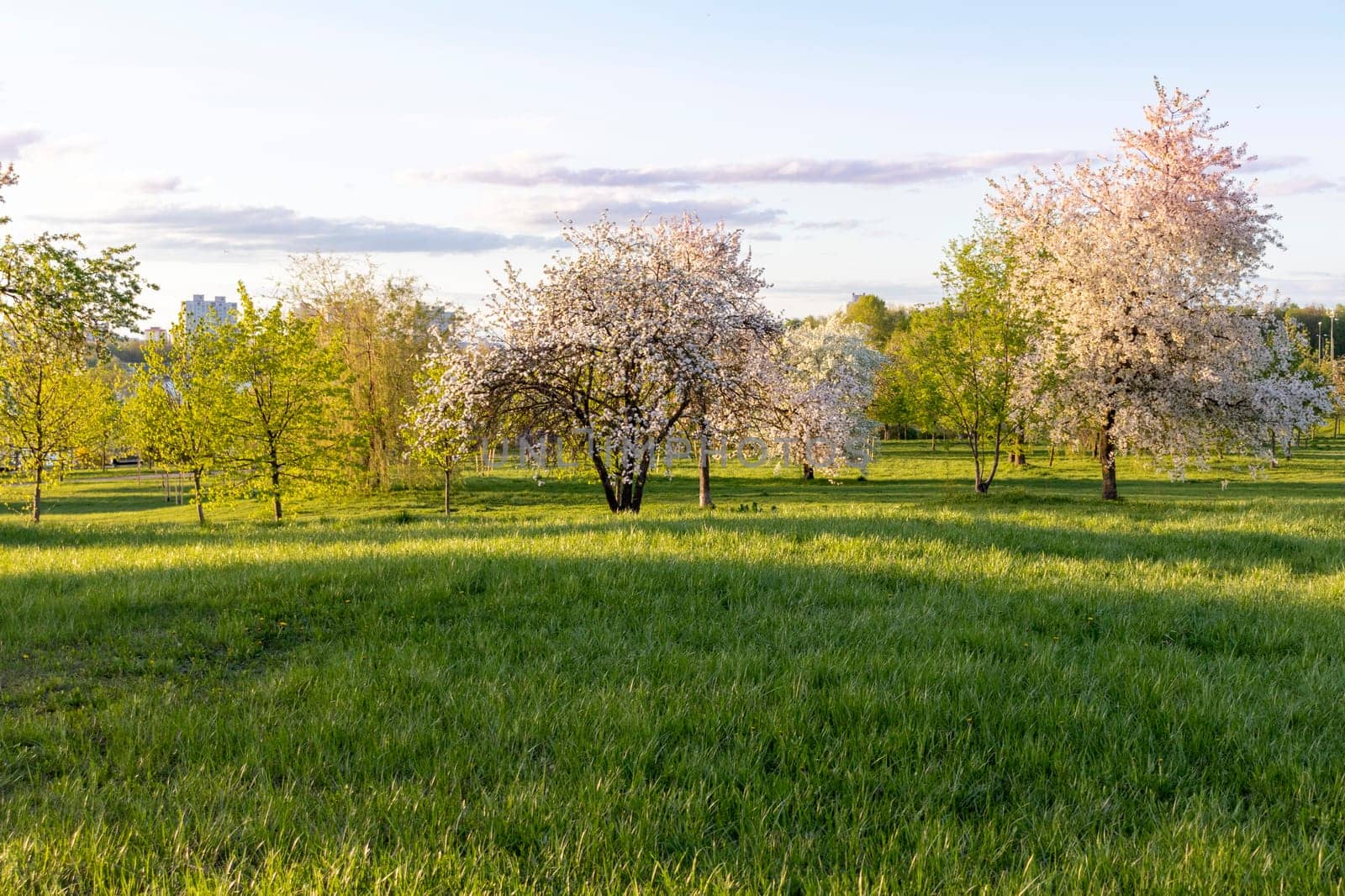 Shot of the trees in the garden blooming with leaves and flowers