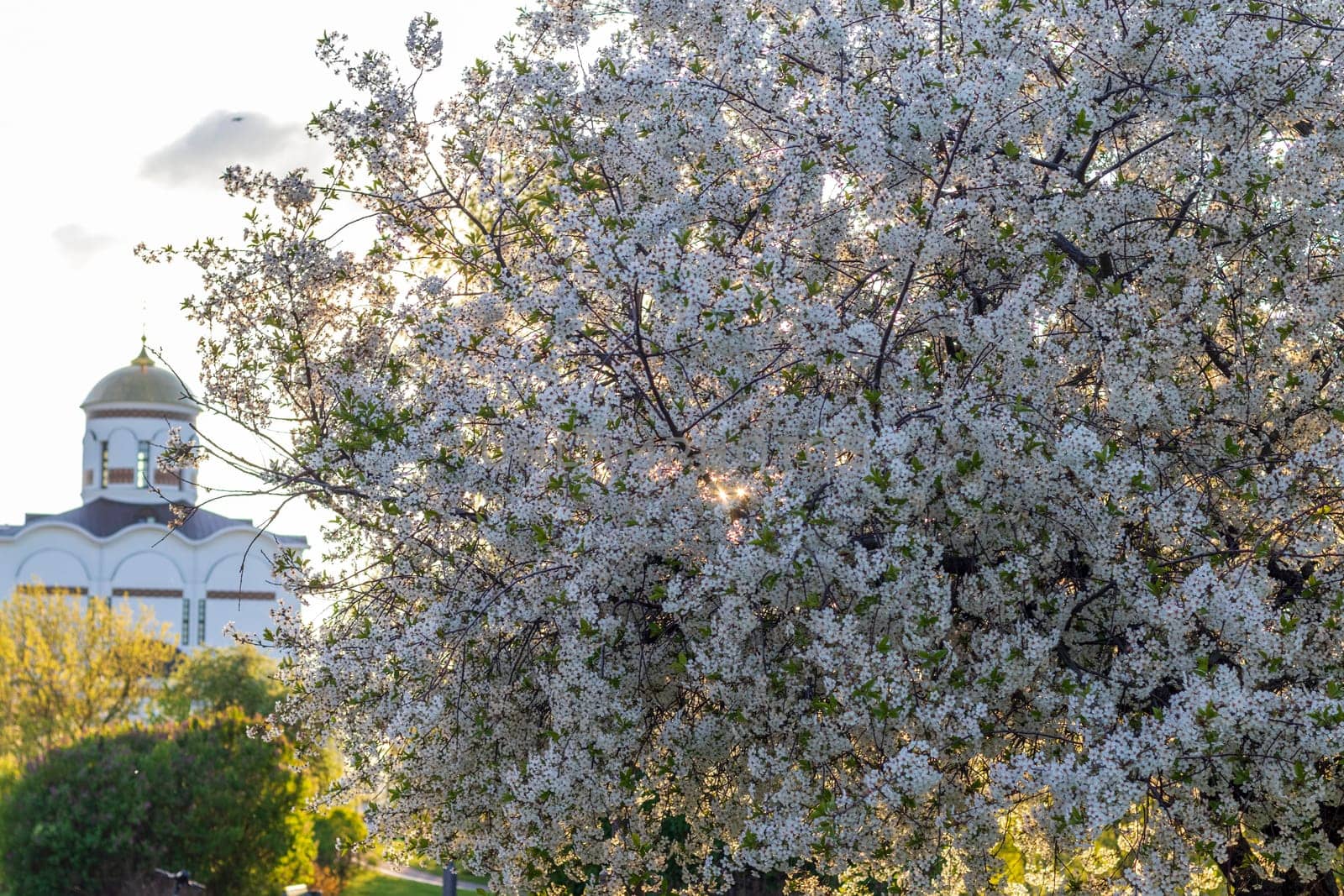 Shot of the trees in the garden blooming with leaves and flowers