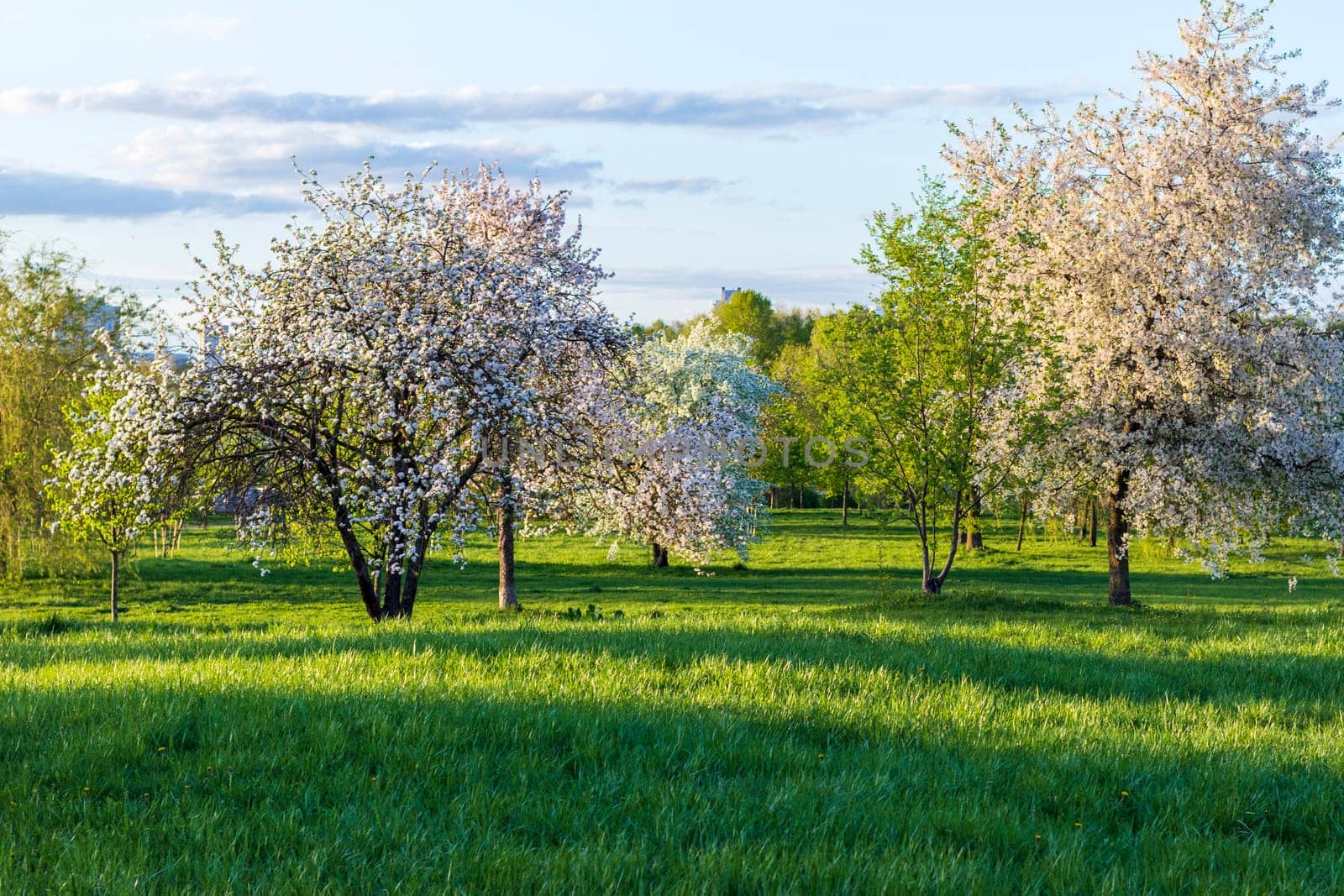 Shot of the trees in the garden blooming with leaves and flowers