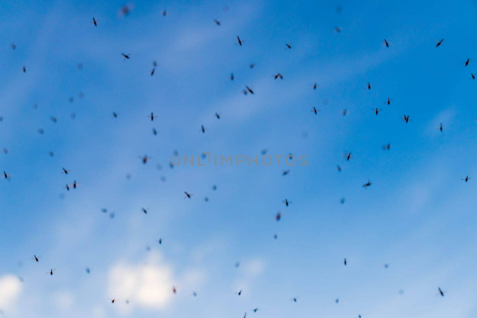 Shot of the swarm of midges and mosquitoes