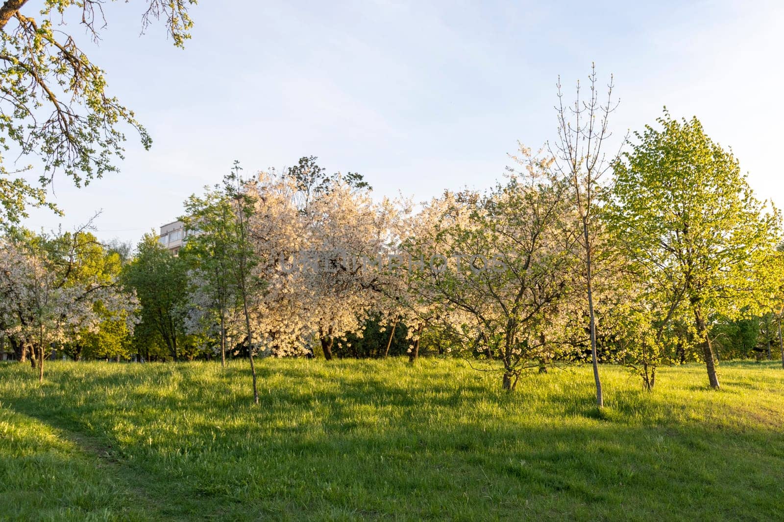 Shot of the trees in the garden blooming with leaves and flowers