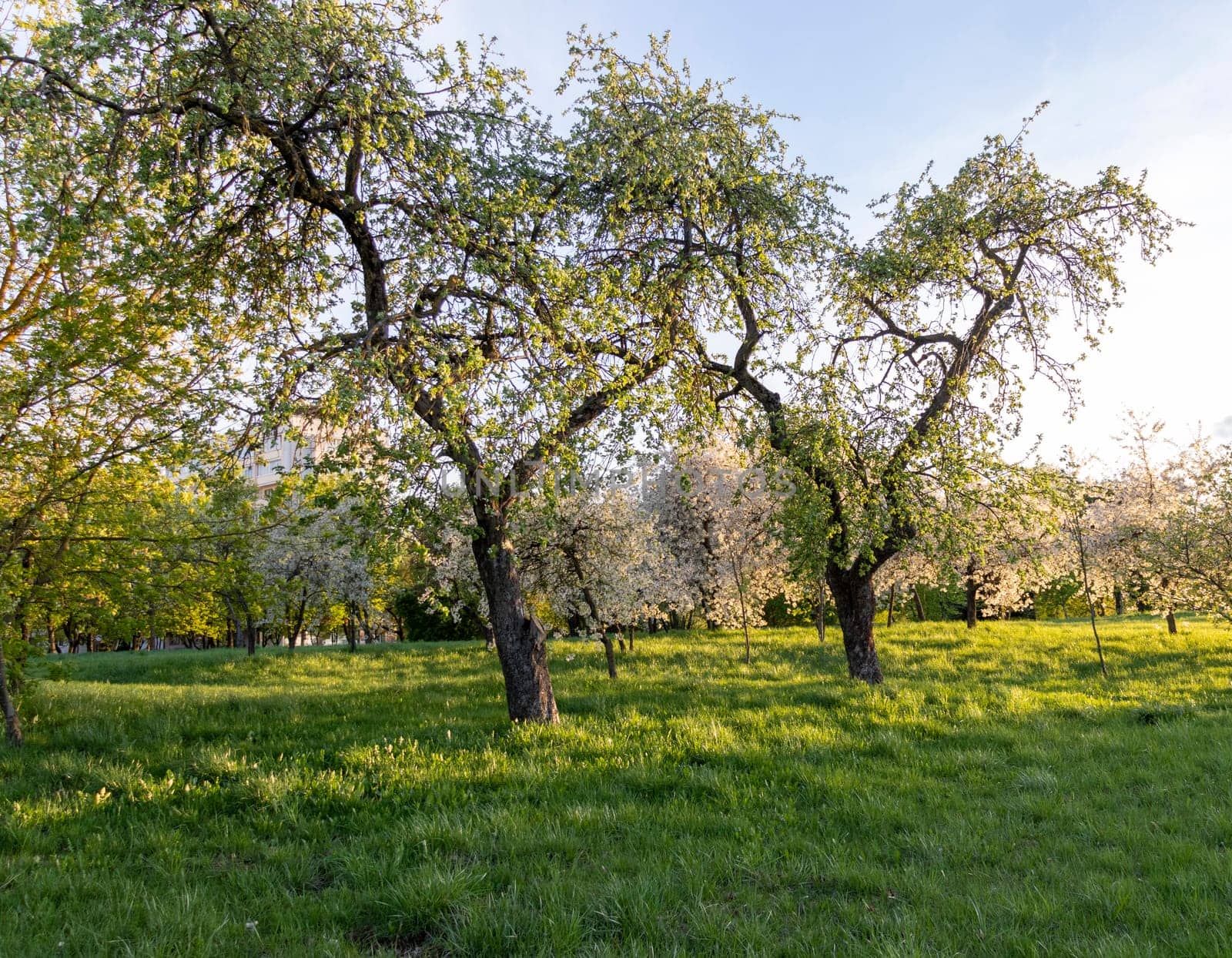 Shot of the trees in the garden blooming with leaves and flowers