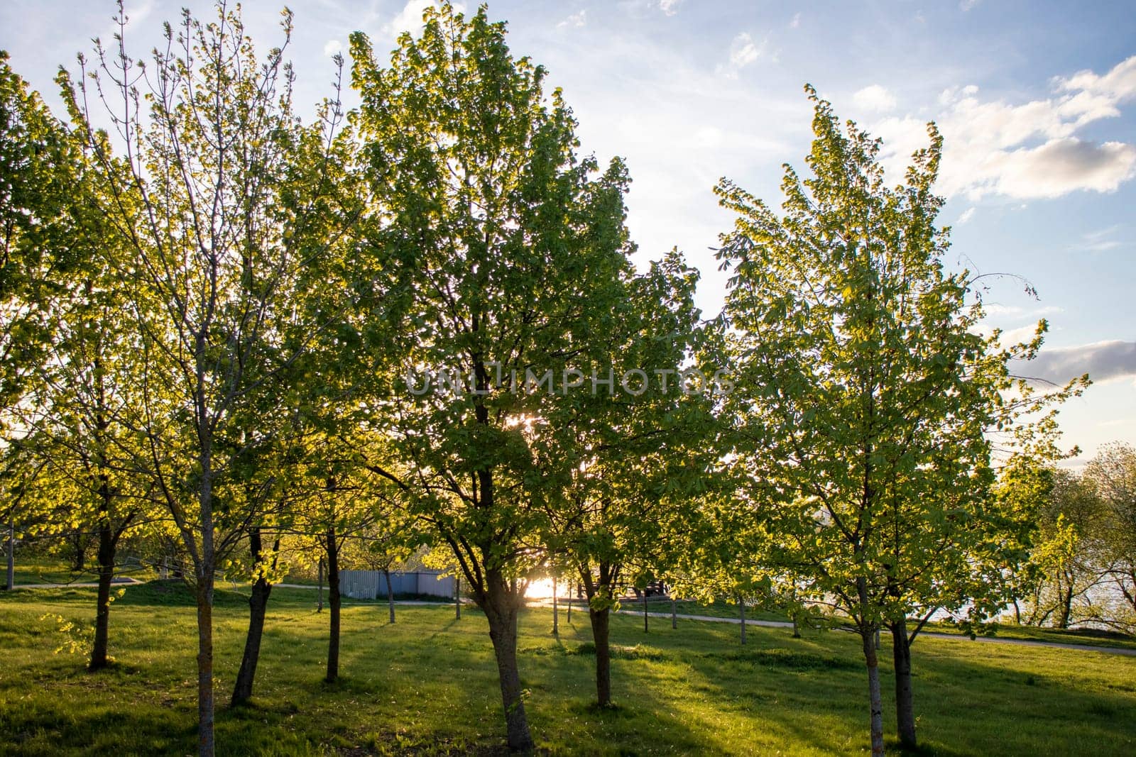 Sun shining between the green leaves of the trees