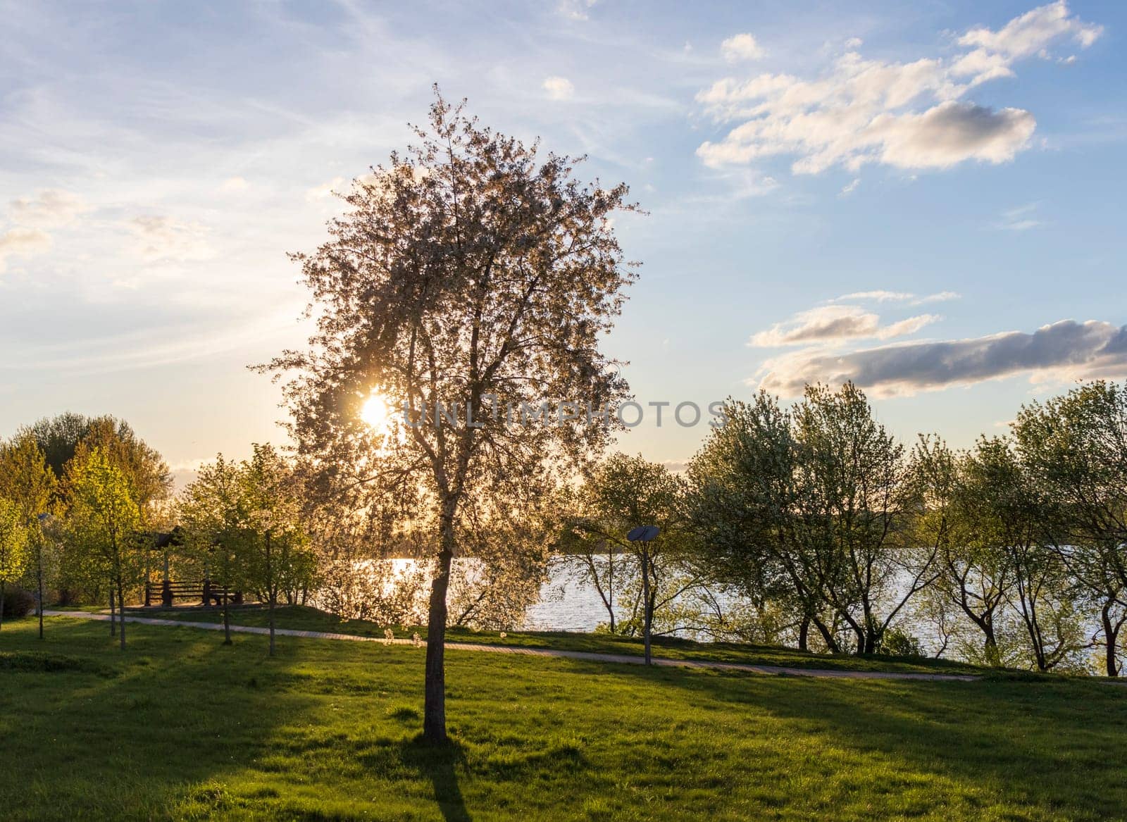 Sun shining between the green leaves of the trees