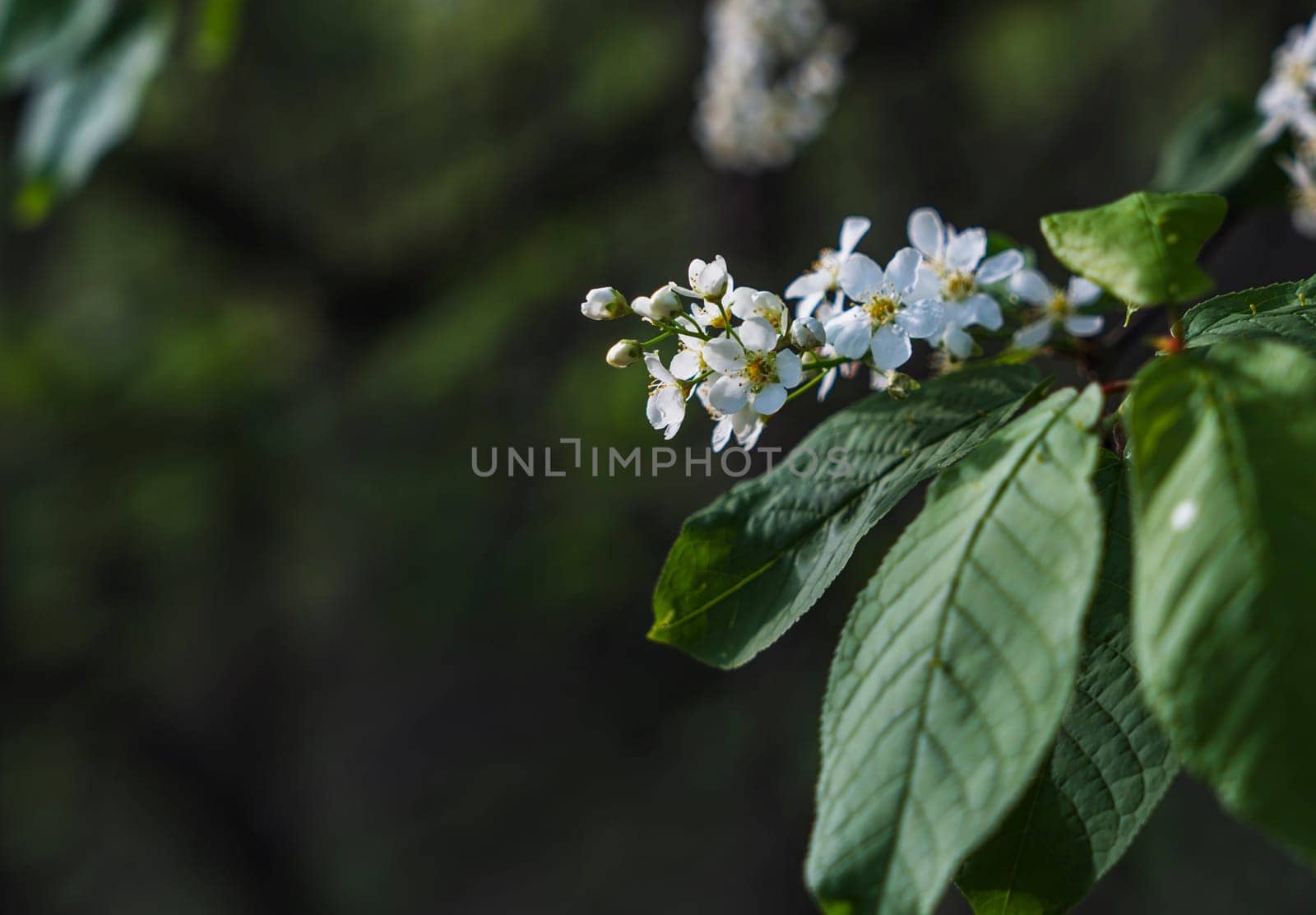 Close-up of white bird cherry flowers (Prunus padus) blooming on a branch with large green leaves, set against a dark blurred background.