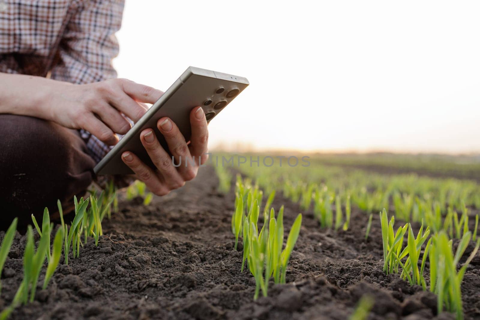 Farmer using smartphone technology to monitor young crop growth in the field during early spring season.