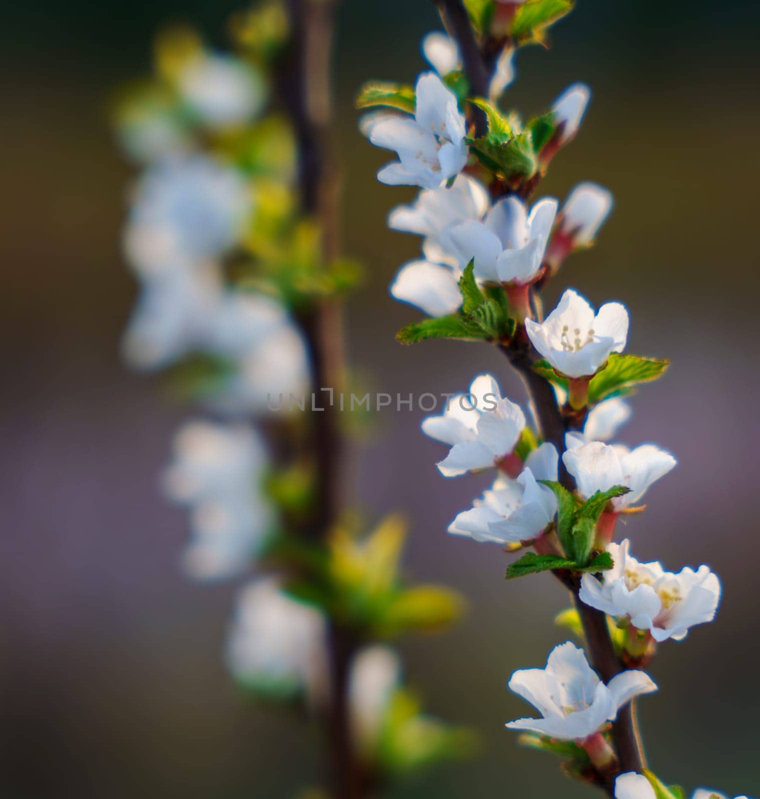 Close-up of delicate white cherry blossoms with green leaves on upright branches, softly lit with a natural blurred background in a spring setting.