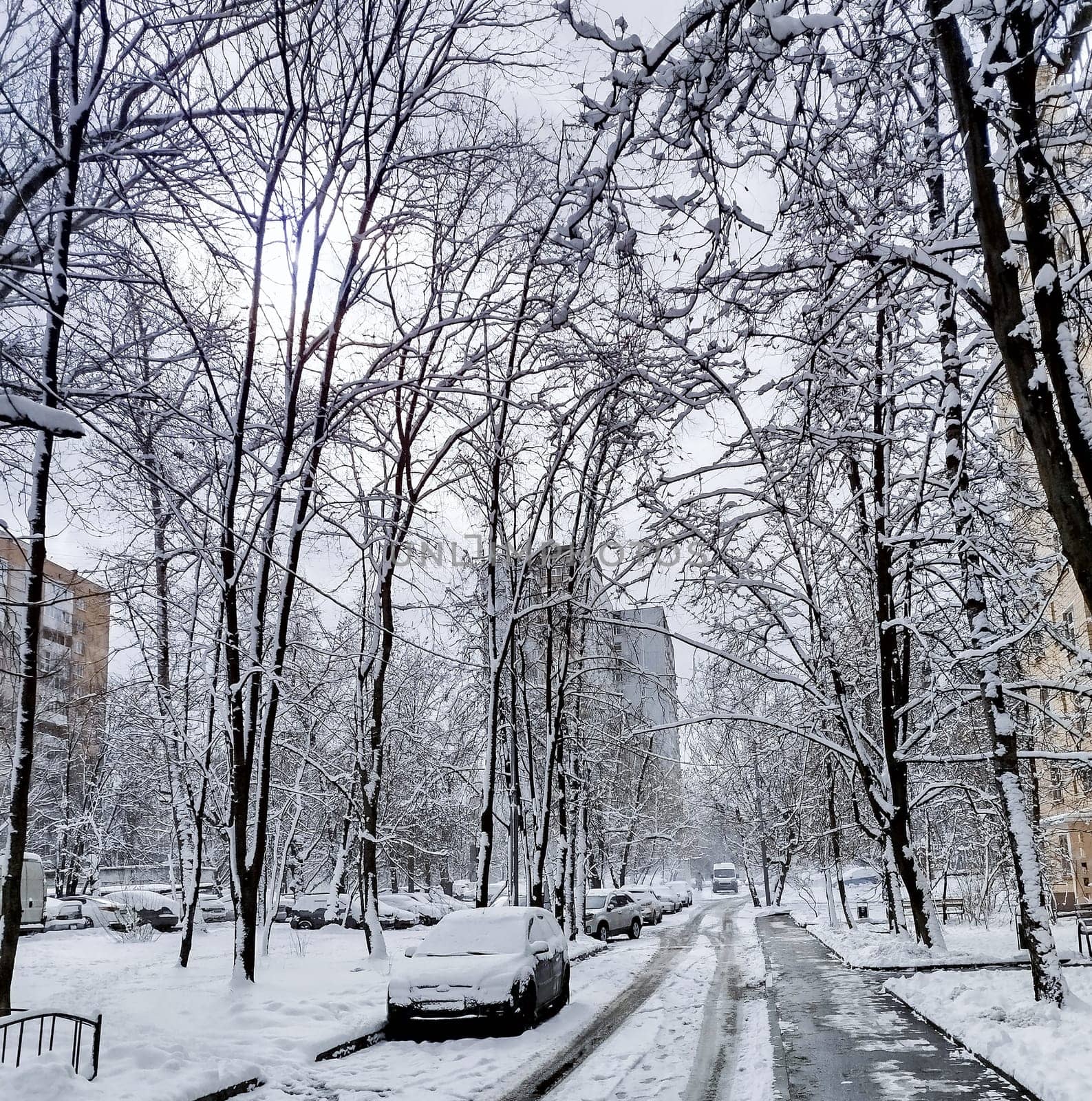 A quiet street after a snowstorm features tall, bare trees lining both sides. Cars are blanketed in snow, and the ground is covered, creating a serene winter atmosphere.