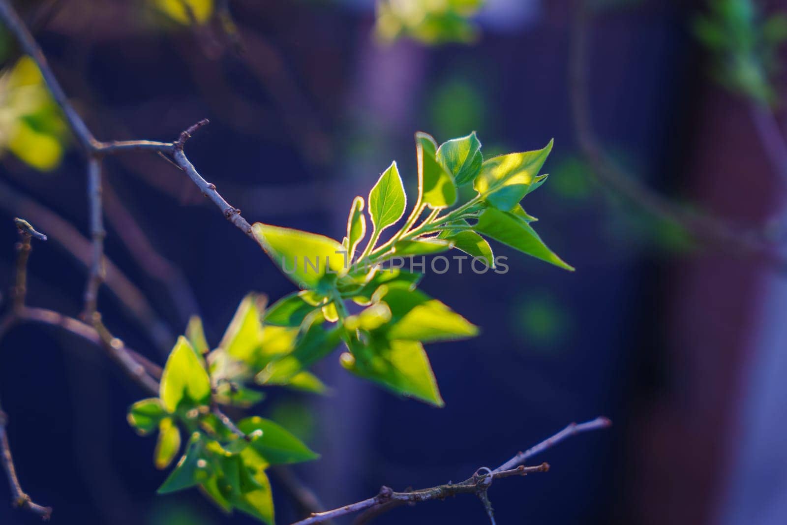 Close-up of young lilac leaves emerging on thin branches, brightly lit by warm sunlight with a soft dark background, symbolizing new spring growth.