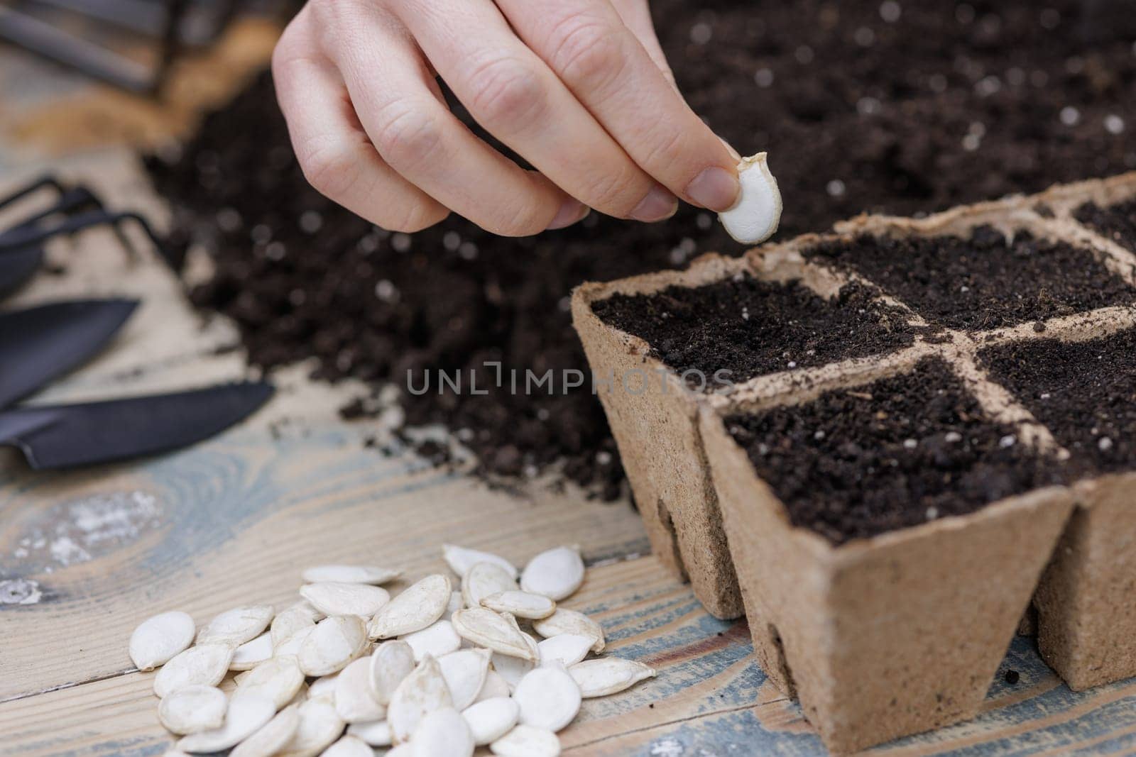 Close-up of a hand planting white pumpkin seeds into biodegradable seedling pots filled with soil on wooden table.