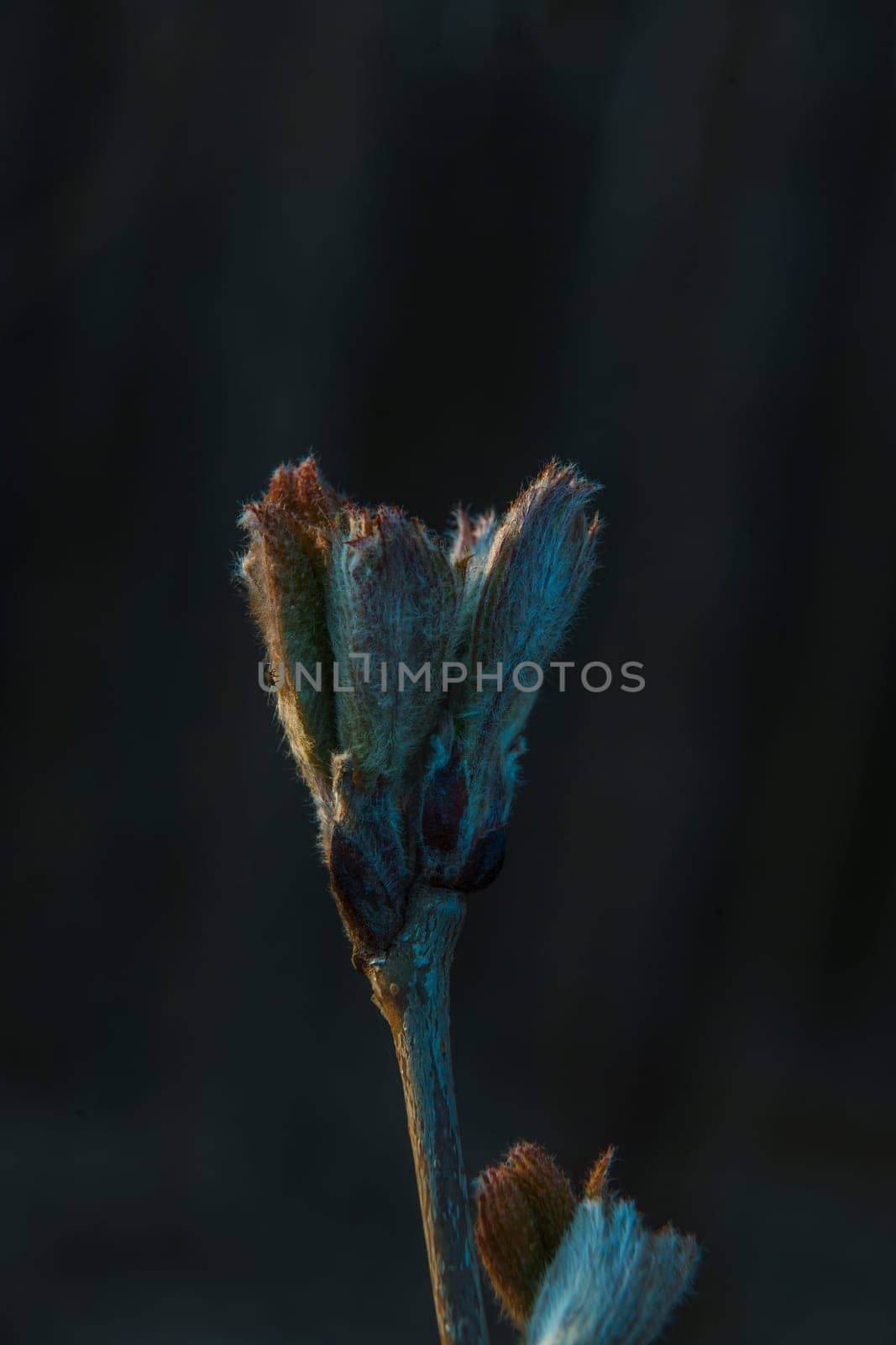 Macro shot of a horse chestnut bud beginning to open, covered in fine hairs, captured in low light with a dark background.