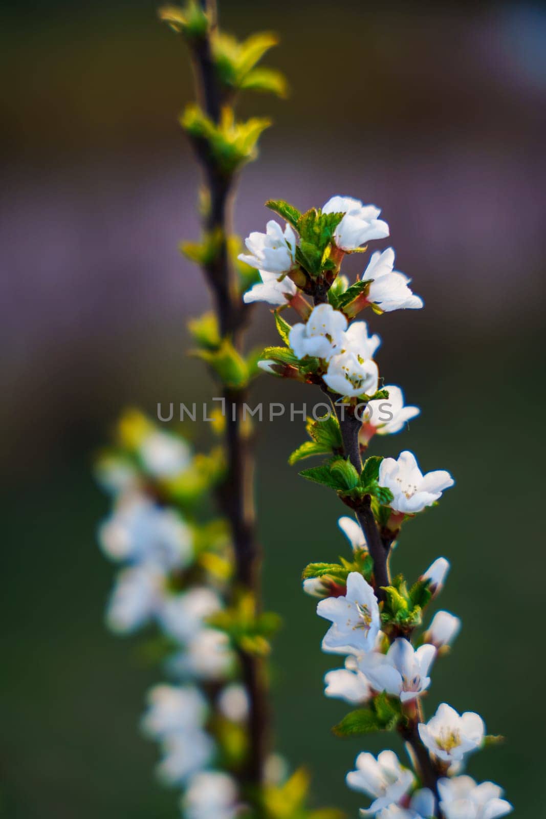 White cherry blossoms and fresh green leaves bloom along upright branches in soft natural light with a blurred outdoor background in spring.