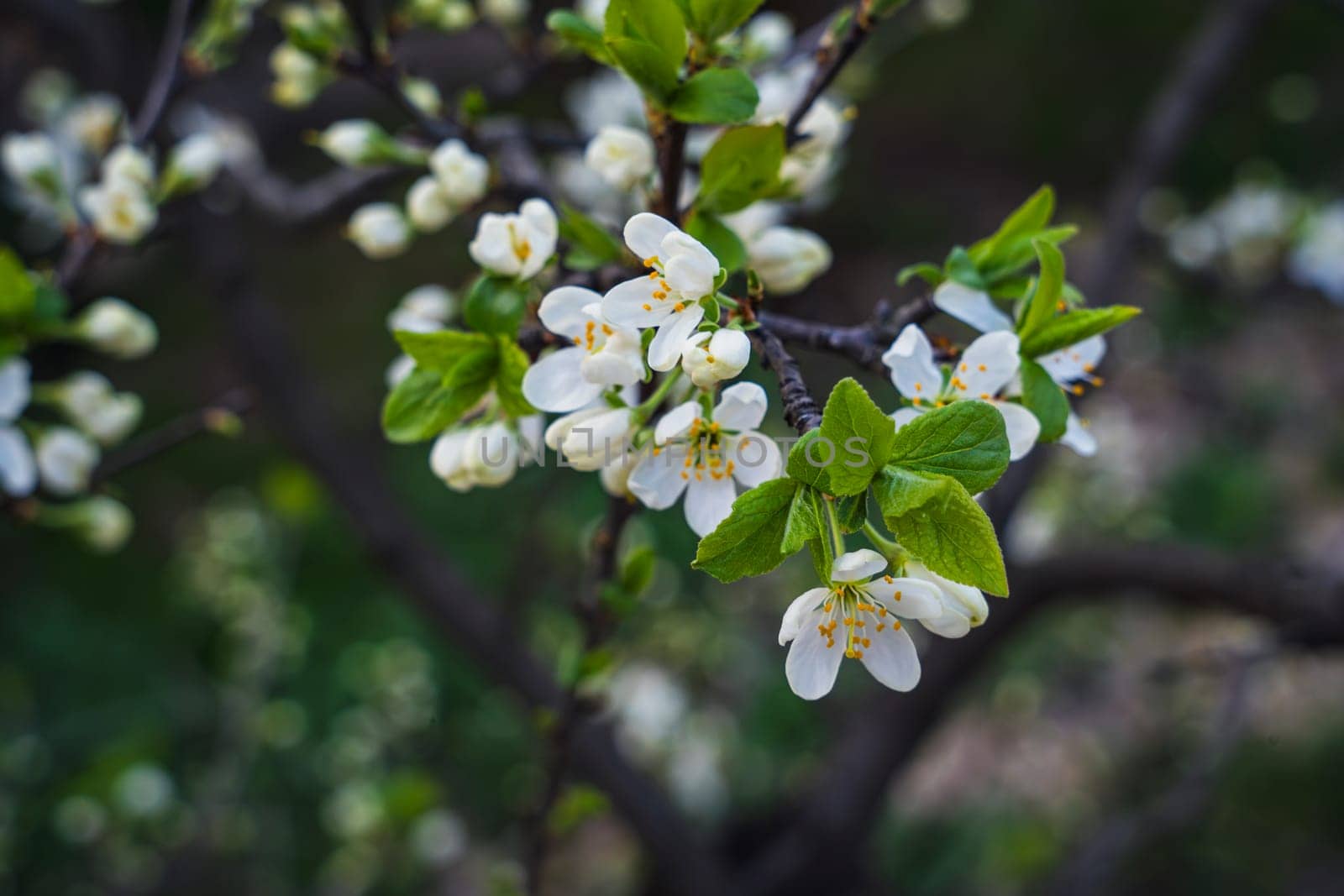 Close-up of white plum flowers and vibrant green leaves blooming on a dark tree branch, set against a softly blurred background in a spring garden.
