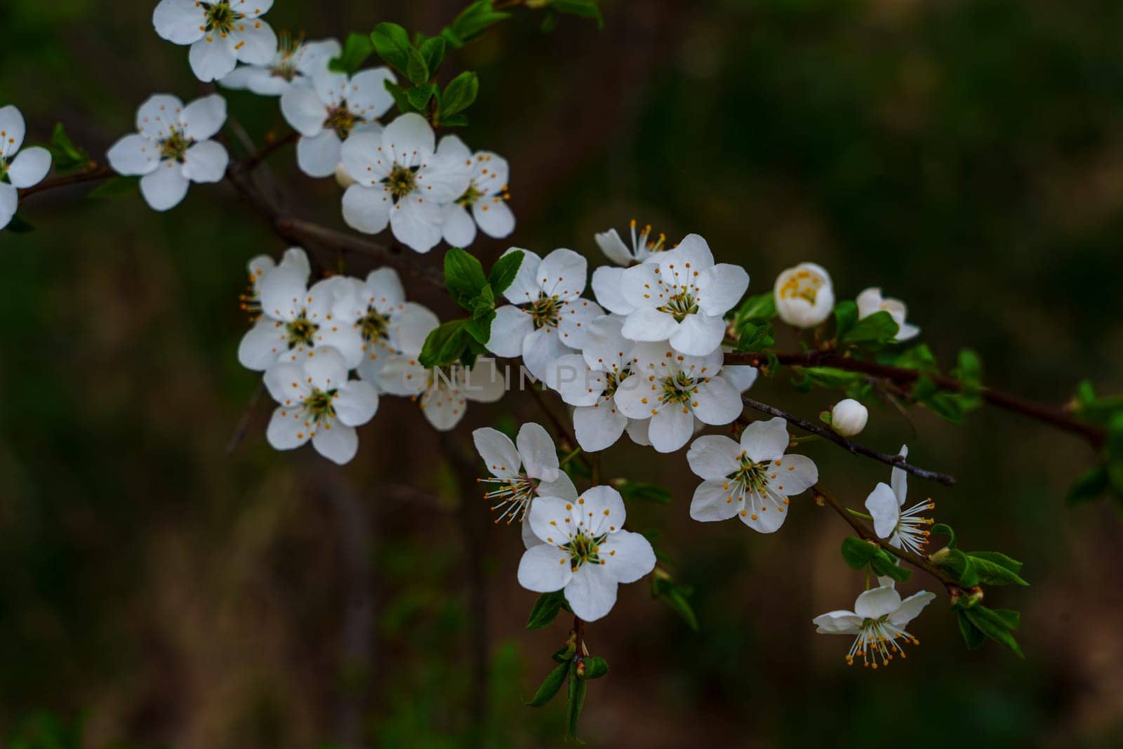 Close-up of a flowering plum tree branch with white blossoms and small green leaves, captured in soft natural light during spring.