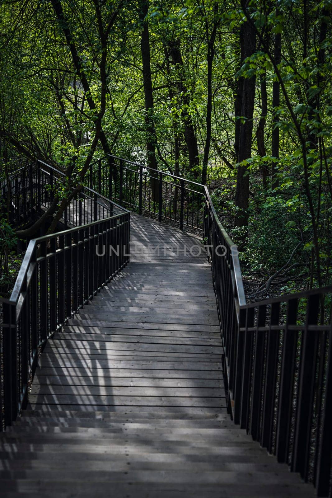 Curved wooden path with shadows and railings leading through a dense green forest in spring, surrounded by trees and undergrowth.