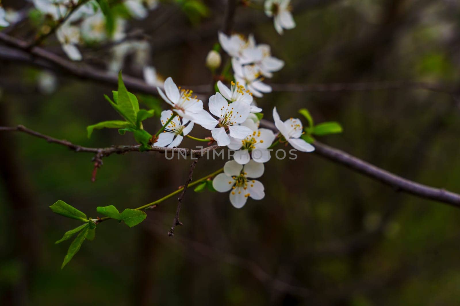 Close-up of blooming white plum flowers and bright green leaves on a slender branch, set against a soft, dark green background in a spring garden.