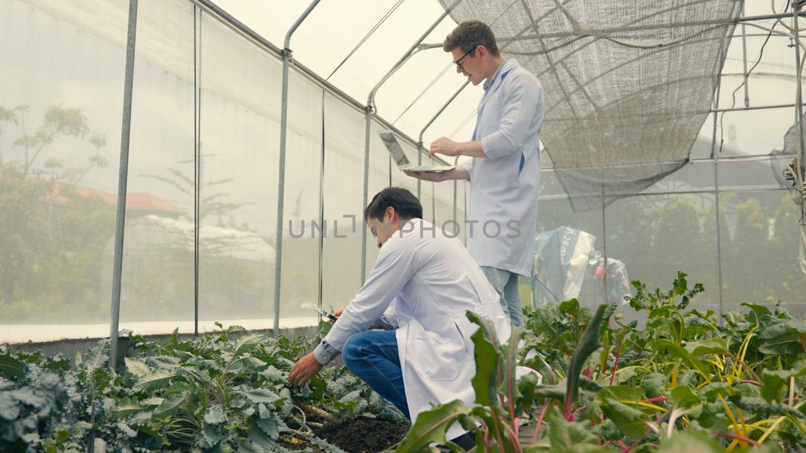 Two Biotechnology man engineer holding magnifying glass and looking at the vegetables leaf in hydroponics farm for disease, Professional researcher agriculture scientist use laptop computer