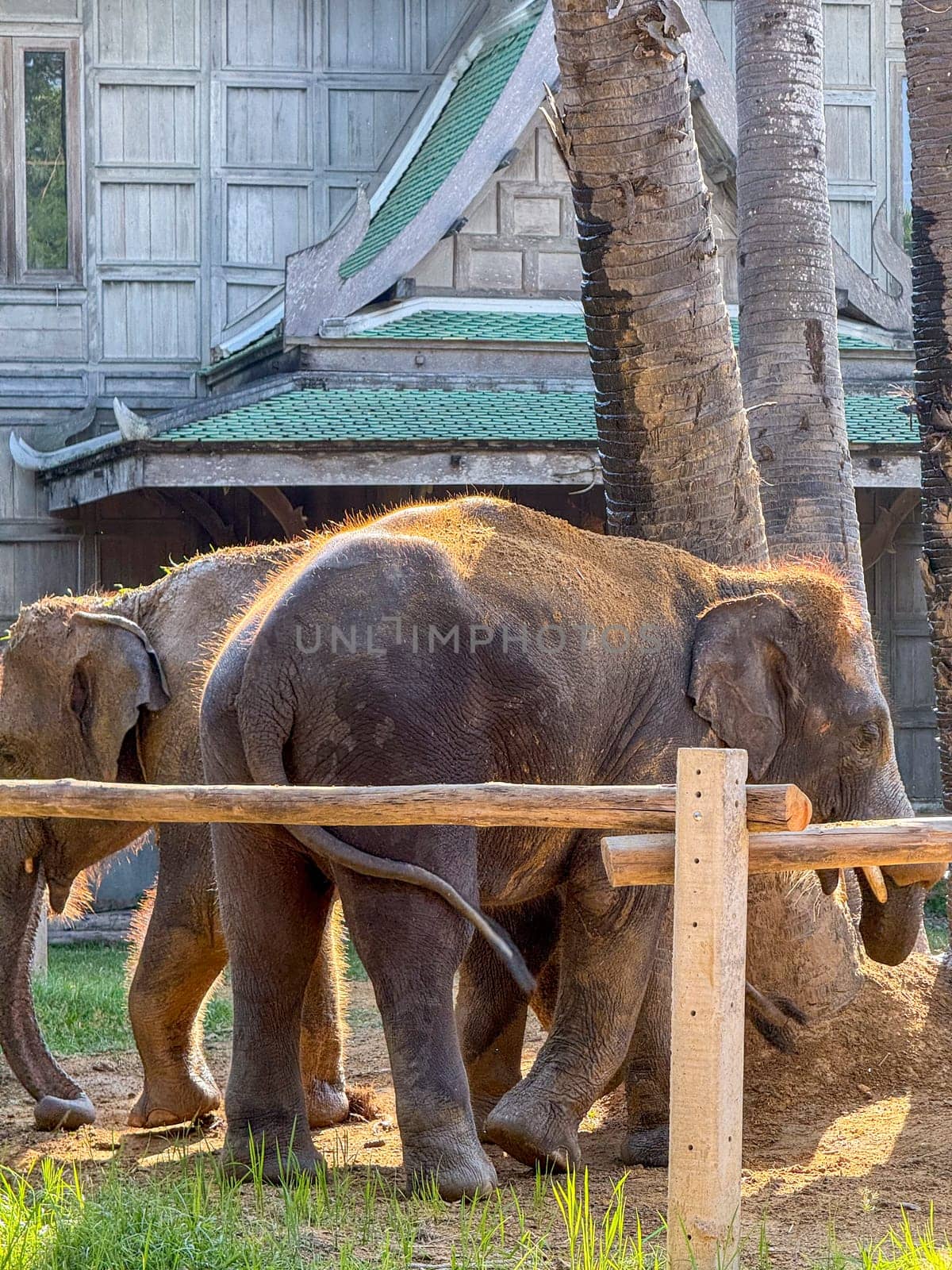 Asian elephants in a lush nature park playing around in nature, majestic elephant duo thrives in a protected environment. Exotic animals living in harmony within a wildlife sanctuary.
