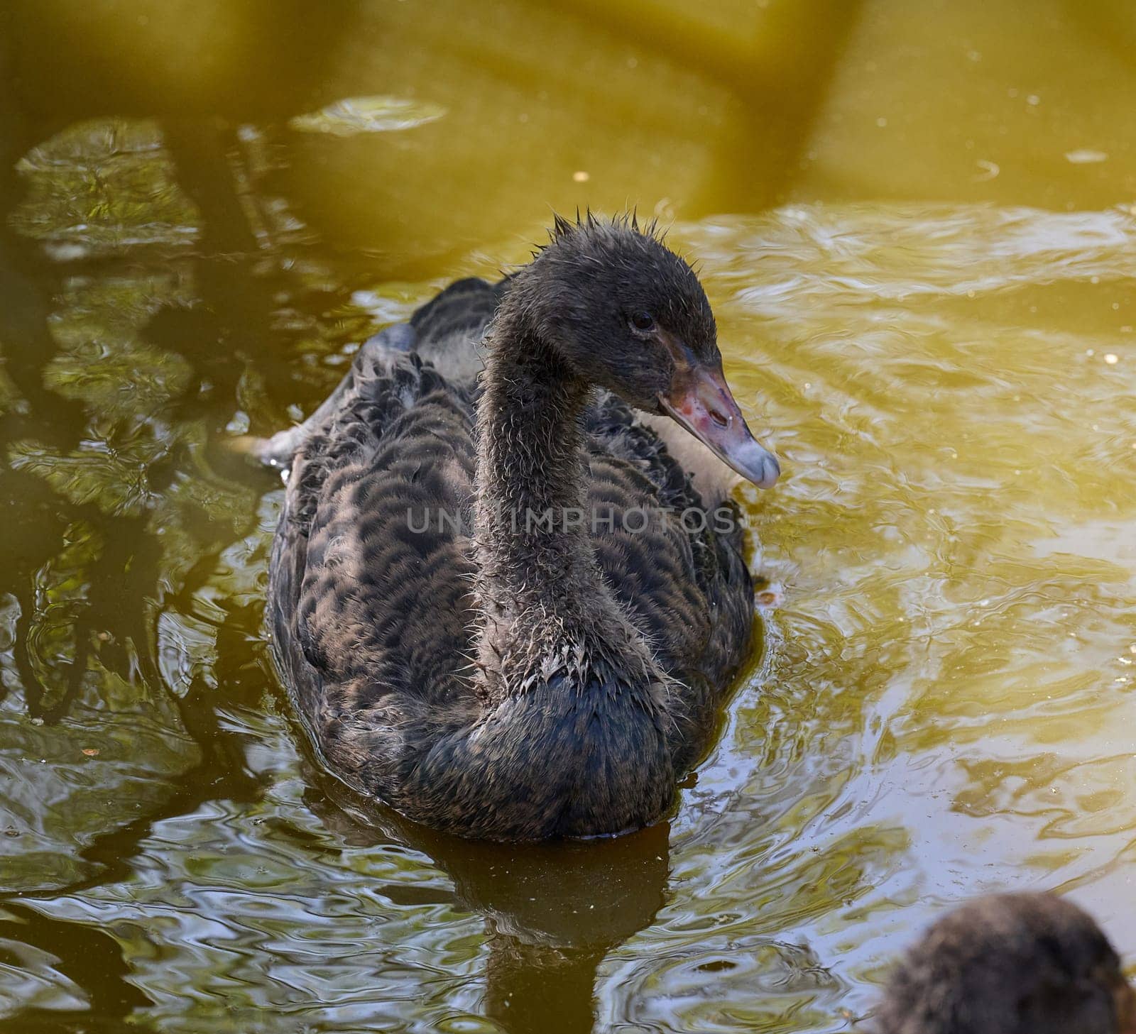 Portrait of a juvenile black swan cygnet swimming in muddy water. Young bird in natural wildlife setting