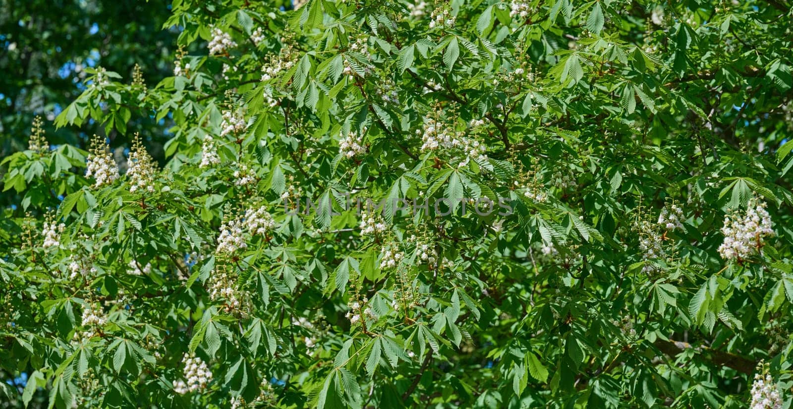 Lush green Horse Chestnut tree Aesculus in full bloom with white and pink flowers. Vibrant spring nature scene with dense foliage and blossoms.