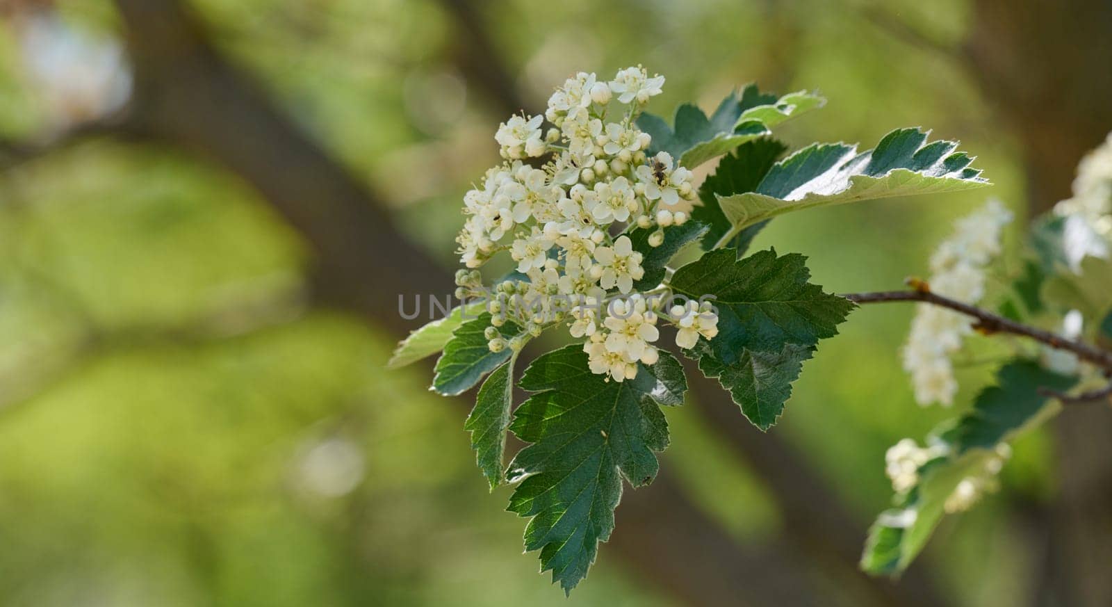 Delicate white flowers and buds of Sorbus graeca blooming in spring. Green leaves. Detailed close-up of the plant