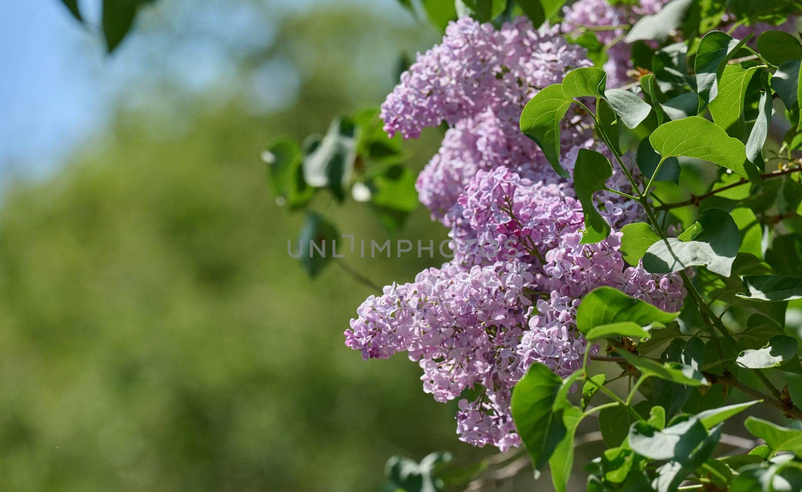 Blooming lilac flowers on a sunny spring day, with vibrant purple clusters and lush green leaves against a soft natural background