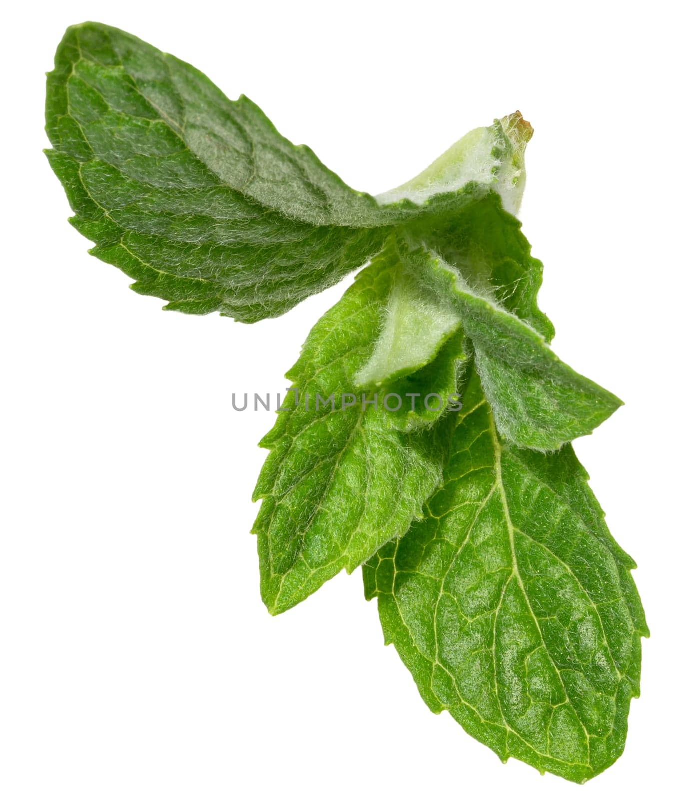 Fresh green mint leaves on isolated background, showing their vibrant color, detailed texture, and natural veining