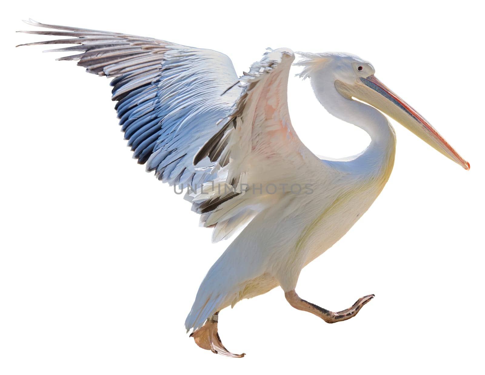White adult pelican flapping wings on isolated background