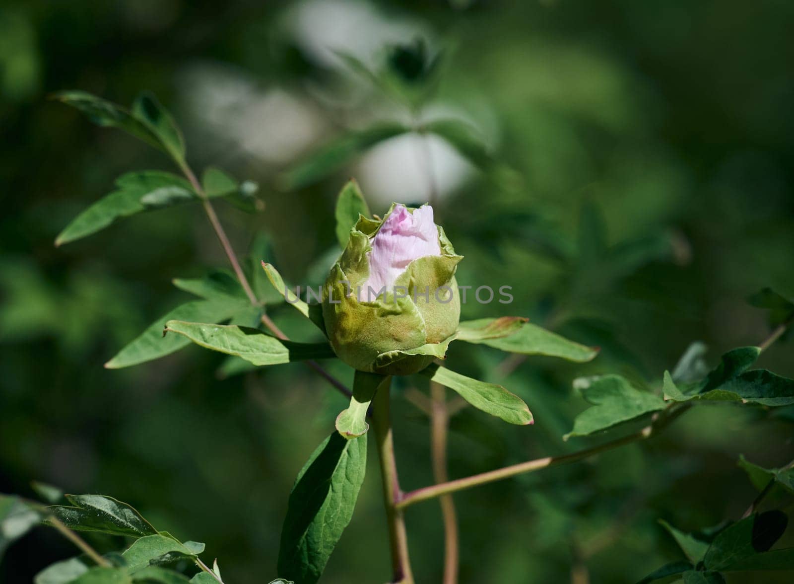 A close-up of a peony bud just starting to open, with soft pink petals peeking through green sepals, surrounded by lush foliage in a garden setting.