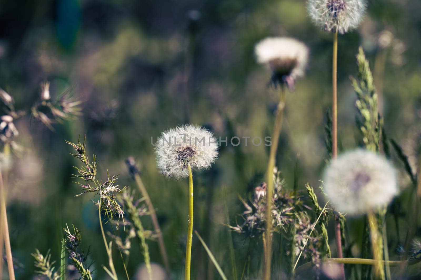 Several fluffy dandelion seed heads on slender stems among grass and other plants. Soft, diffused light. Blurry background.