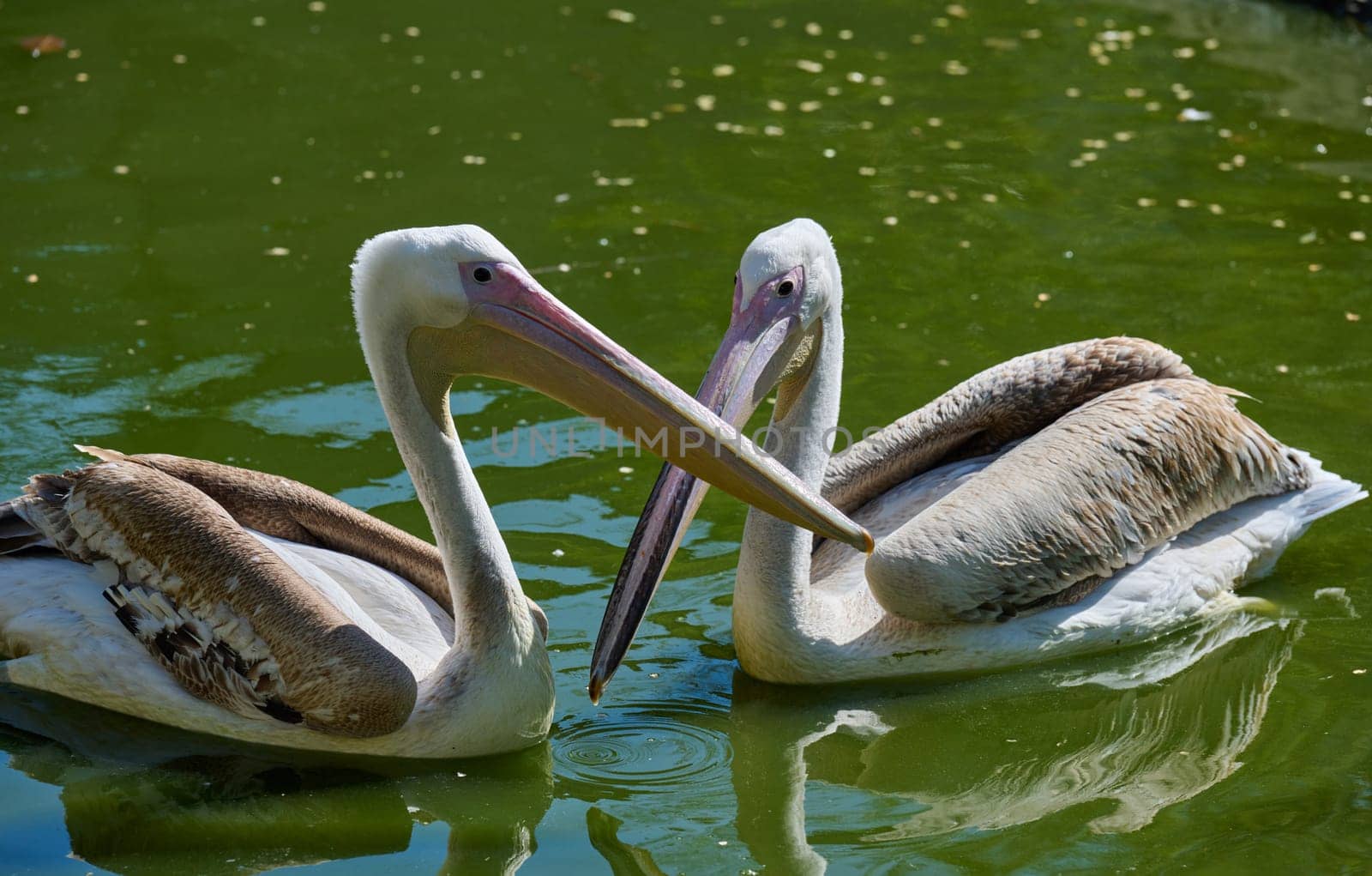 White adult pelican swimming on a pond with green water