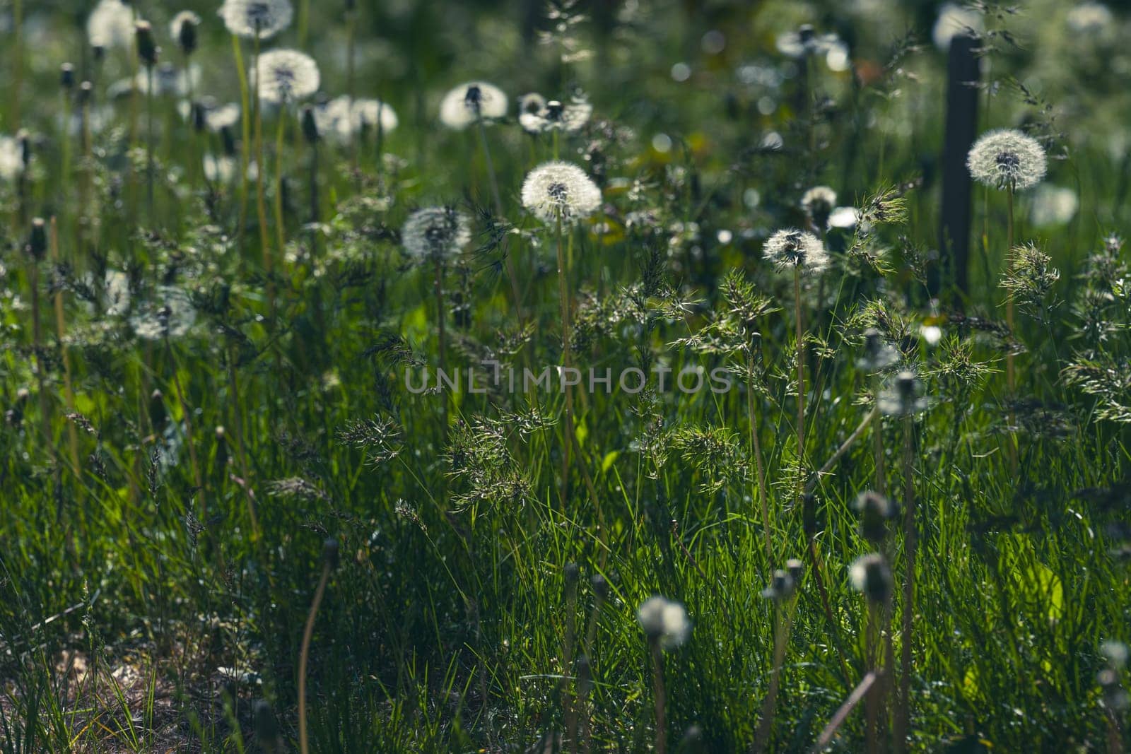 Lawn with faded dandelions among green grass, evening