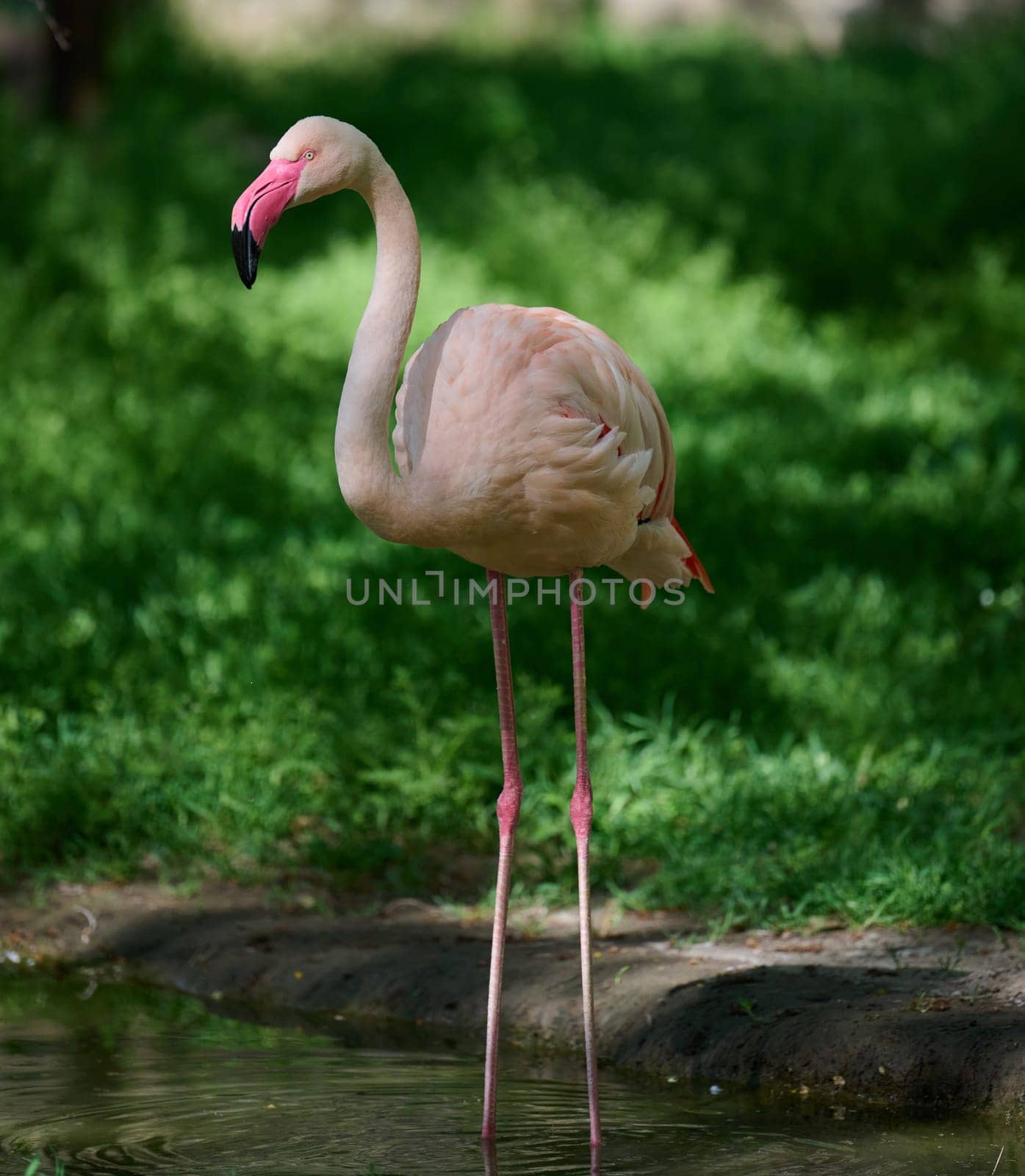 A pale pink flamingo stands tall at the edge of a pond, surrounded by lush green grass