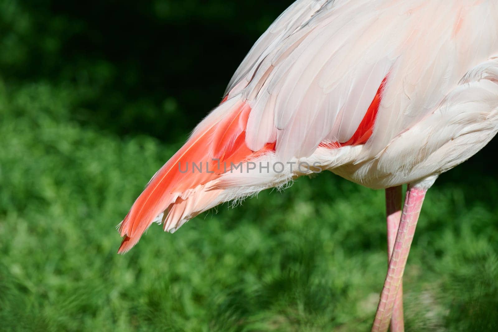 Pink flamingo stands against green grass, sunny day, tail