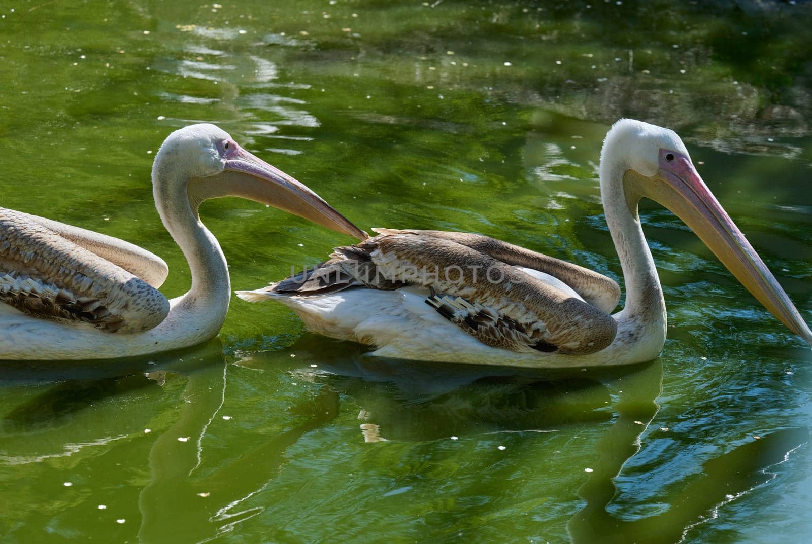 Two large white pelicans swim in green water. Their white bodies and pink beaks are visible. Calm, natural environment.