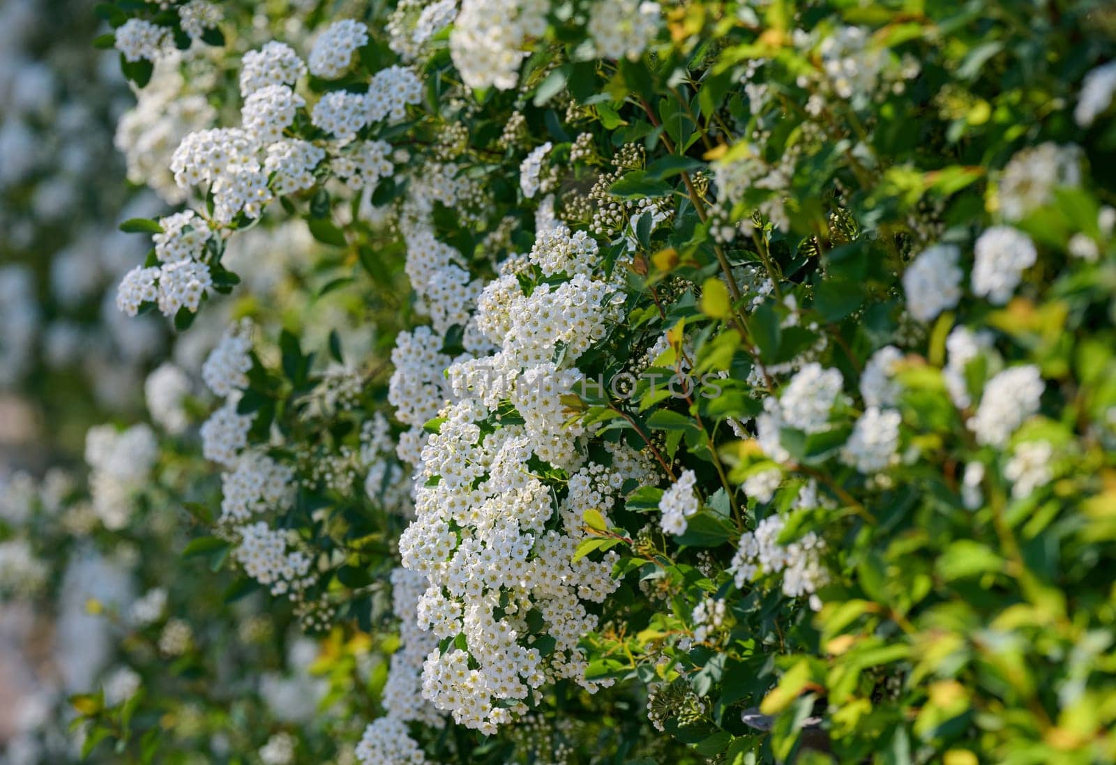 Blooming Spiraea vanhouttei shrub, with numerous small white flowers densely covering the branches against a backdrop of green leaves