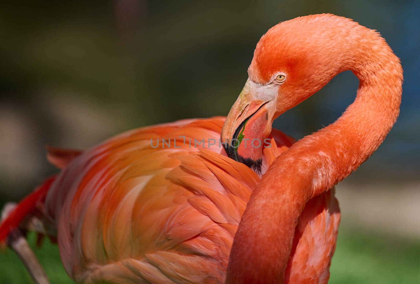 A vibrant pink flamingo stands on one leg, its neck gracefully curved as it rests in a lush green environment