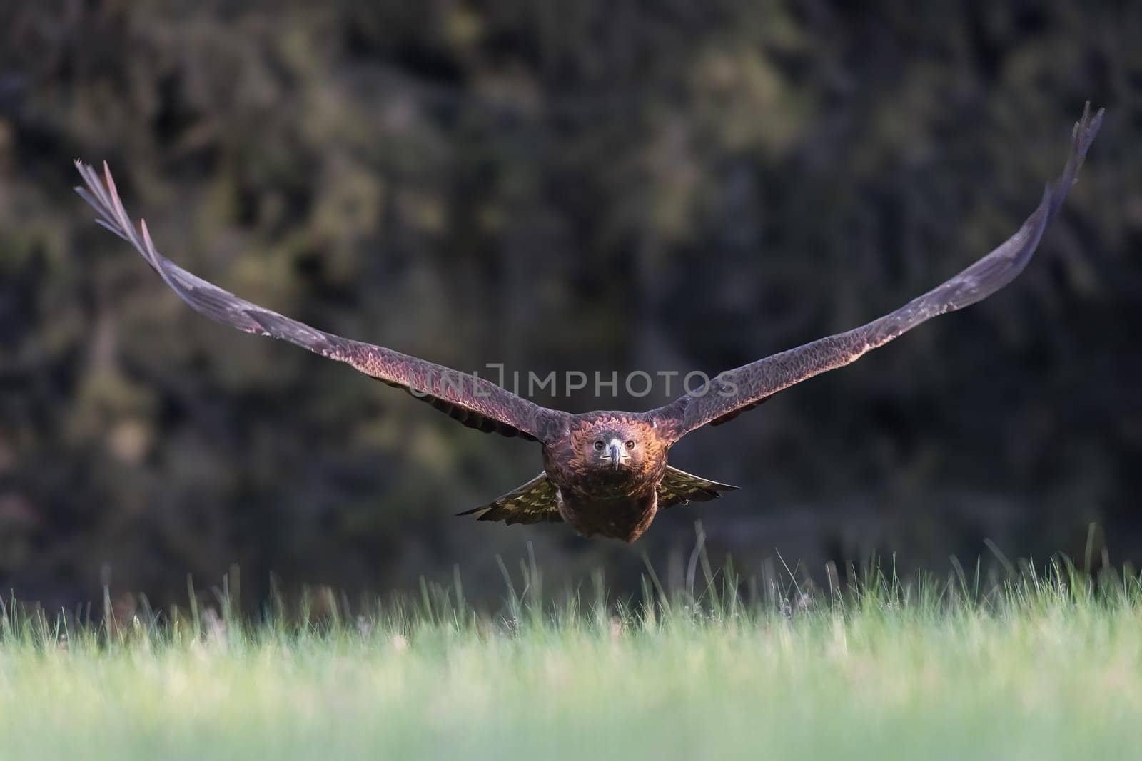 Golden eagle is flying low over the meadow. Horizontally. 