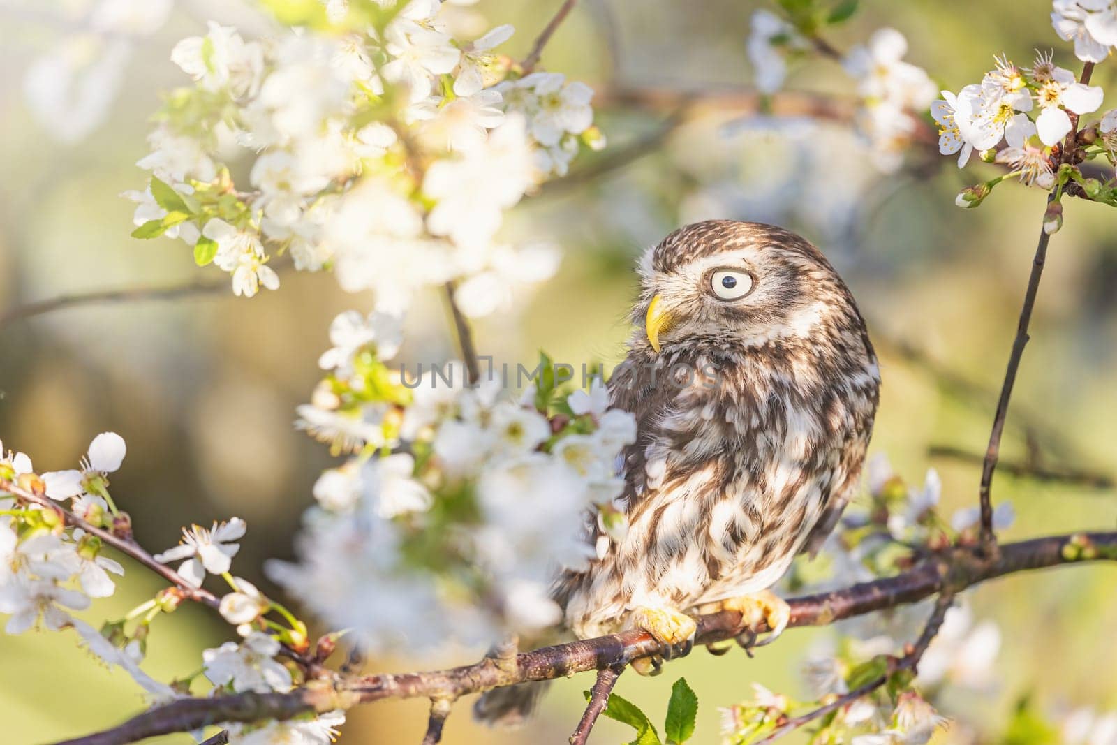 Portrait of little owl looking at the side sitting on a branch of a blossoming fruit tree. Horizontally.