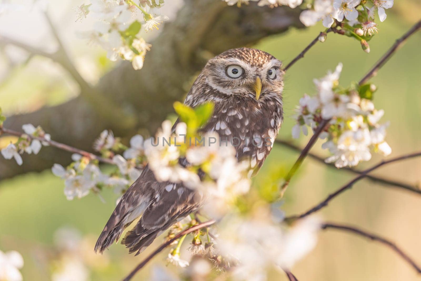 Closeup portrait of little owl sitting on a branch of a blossoming tree. Horizontally.