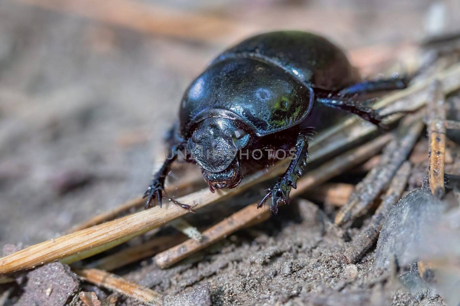 Woodland Dor Beetle. Closeup front view. (Anoplotrupes stercorosus). Horizontally. 