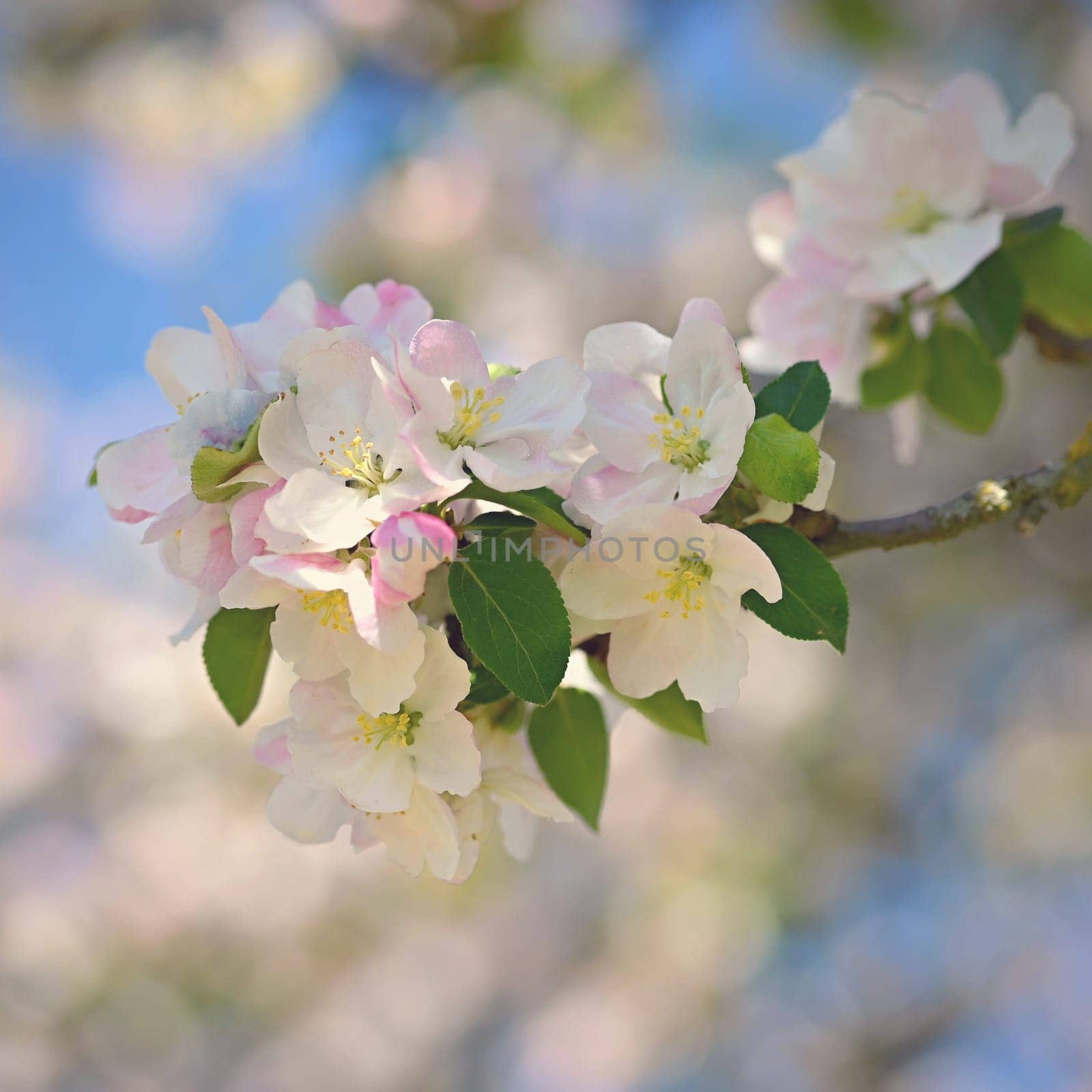 A beautifully blossoming fruit tree - an apple tree. White flowers in nature and spring time. Background for May.
