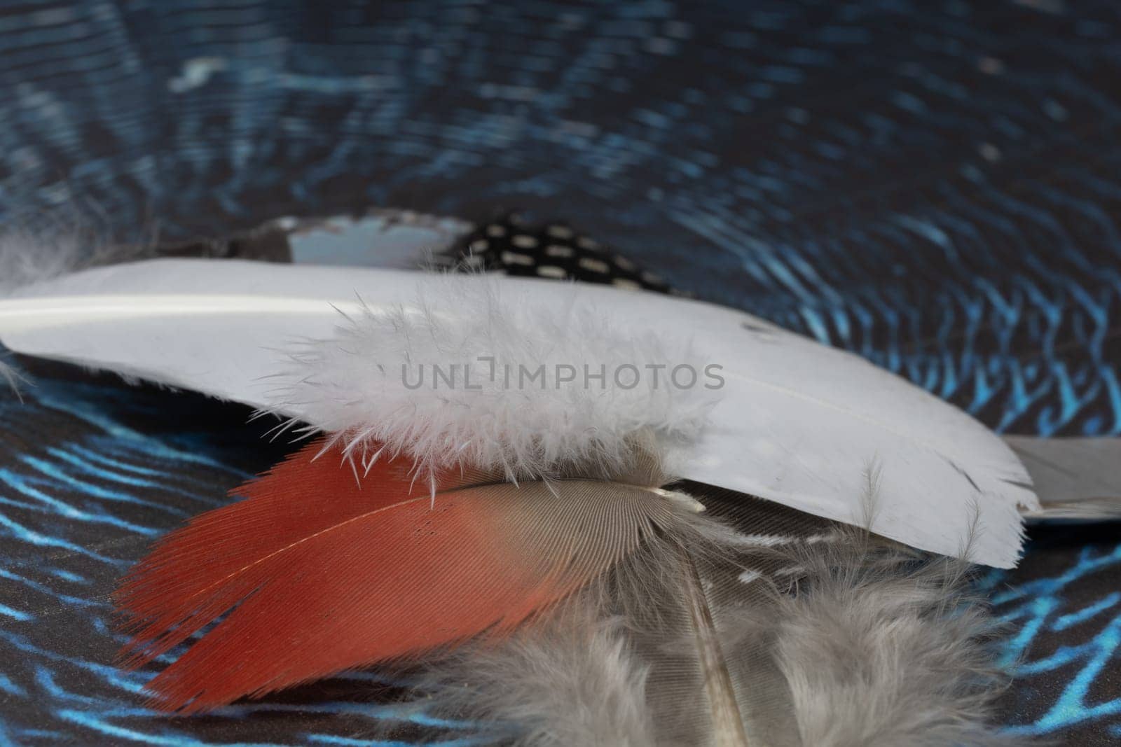 Bird feathers on a pile move arround