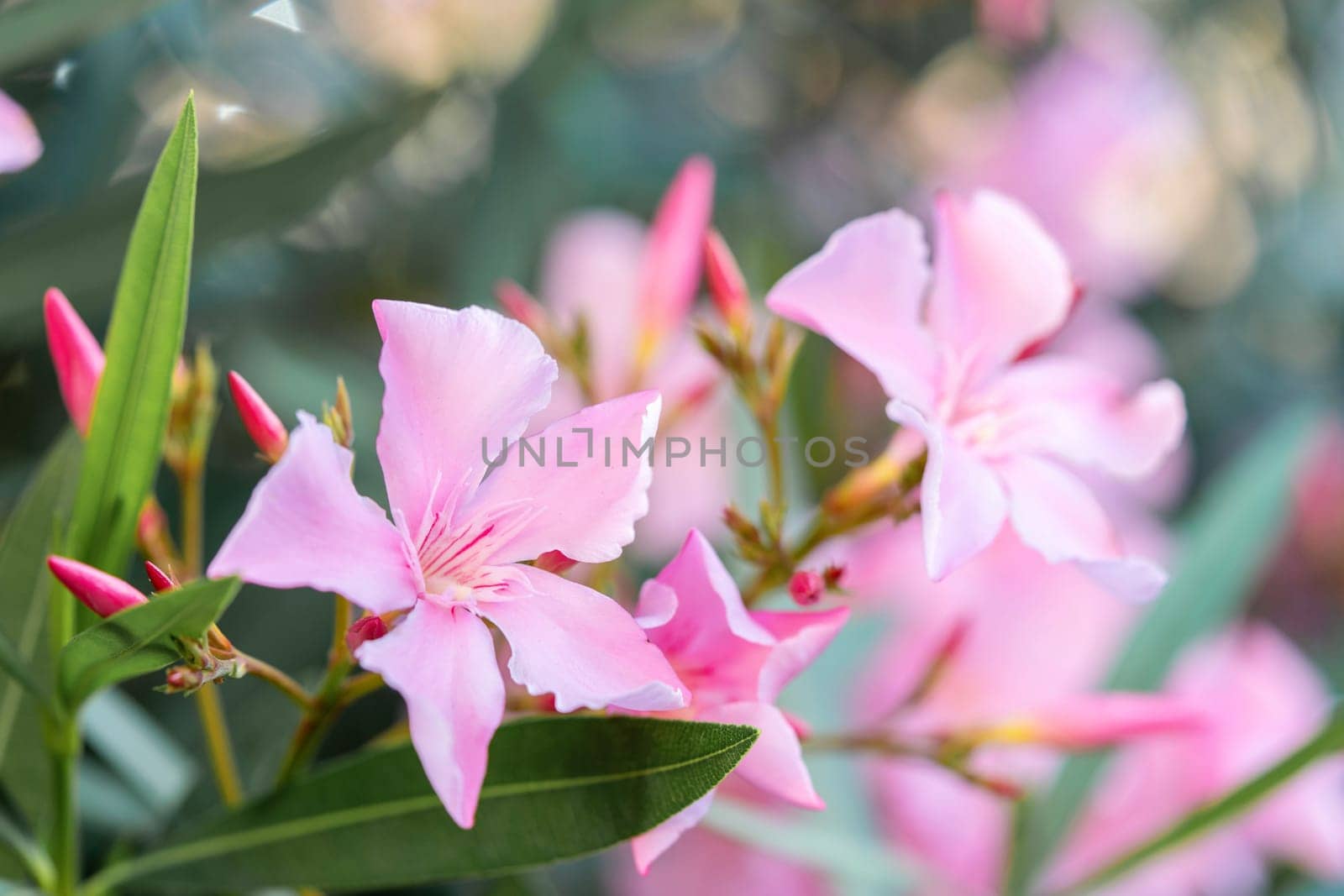 Blooming pink oleander flowers or nerium in garden. Selective focus. Copy space. Blossom spring, exotic summer, sunny woman day concept