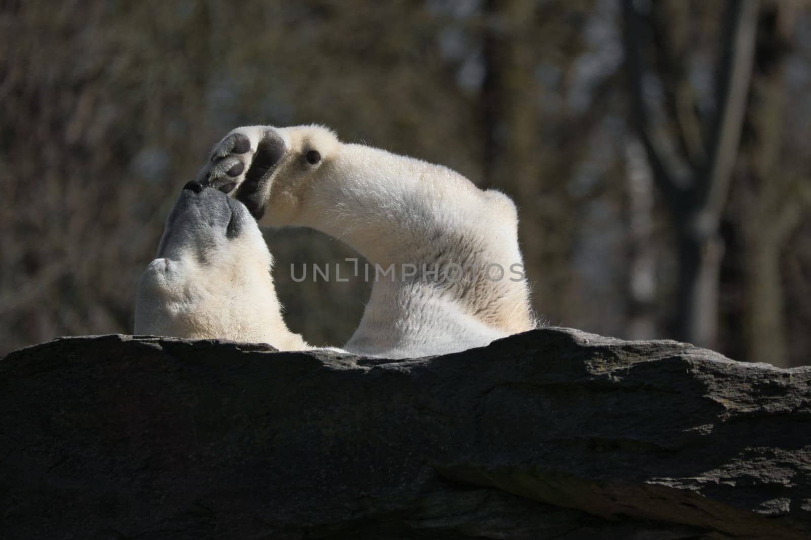 A relaxed polar bear lies on a rock, raising a paw in the air, surrounded by a natural background with blurred trees. Perfect for animal and nature themes.