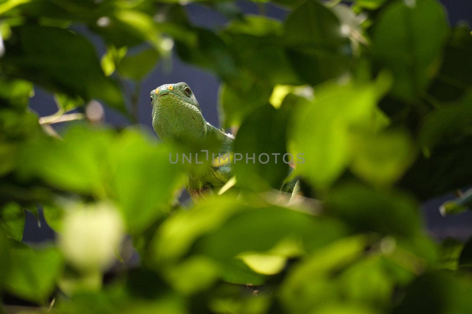 Green iguana, half hidden between tropical leaves. Perfectly captured, the picture shows the natural camouflage and calmness of the reptile.