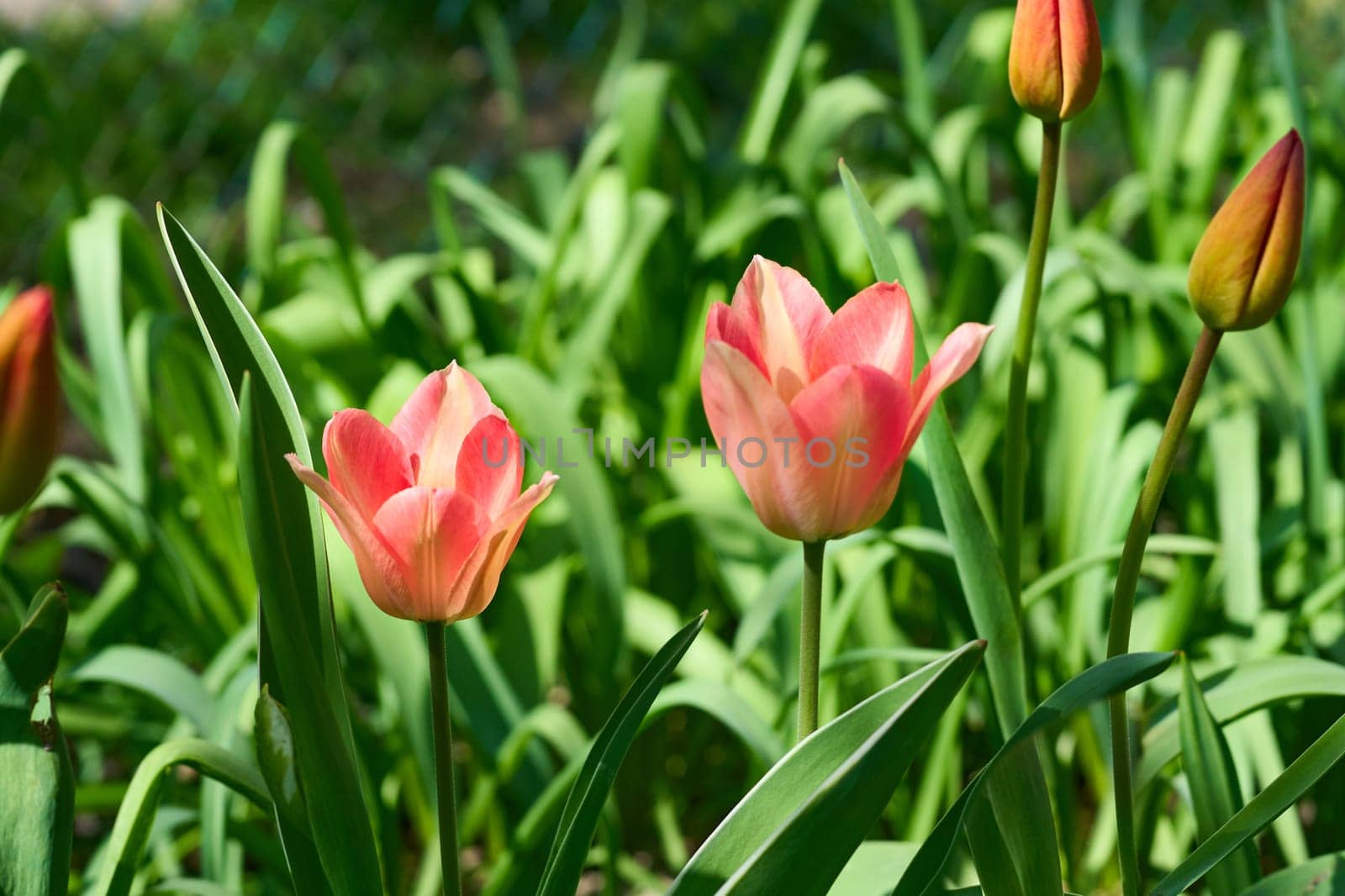 a bulbous spring flowering plant of the lily family, with boldly colored cup shaped flowers
