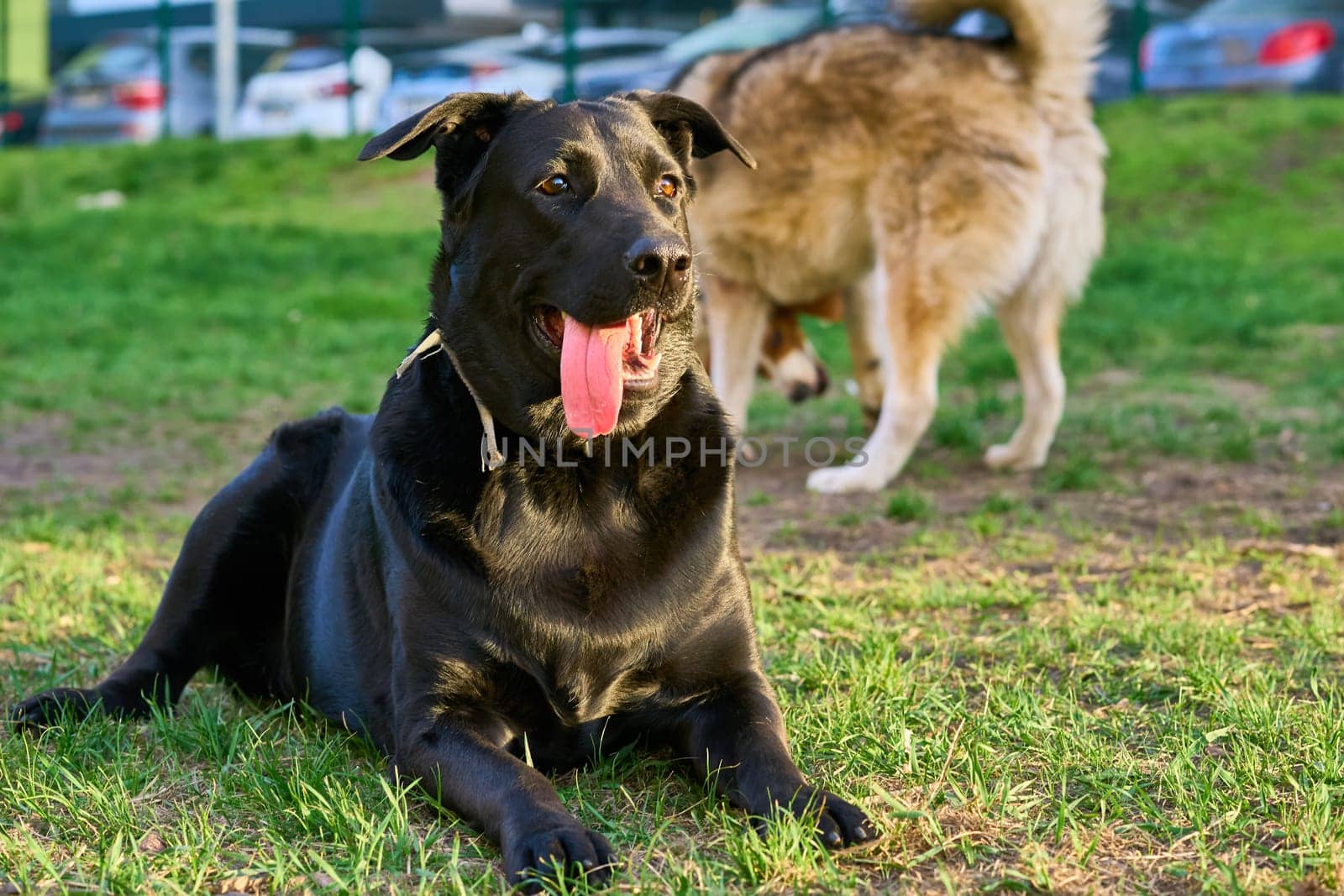 of an animal or plant. produced by mating or hybridizing two different species, breeds, or varieties
