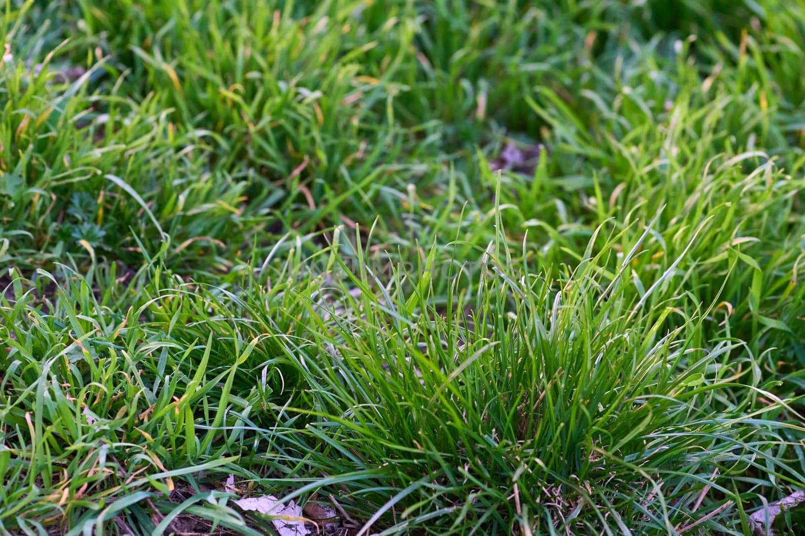 vegetation consisting of typically short plants with long, narrow leaves, growing wild or cultivated on lawns and pasture